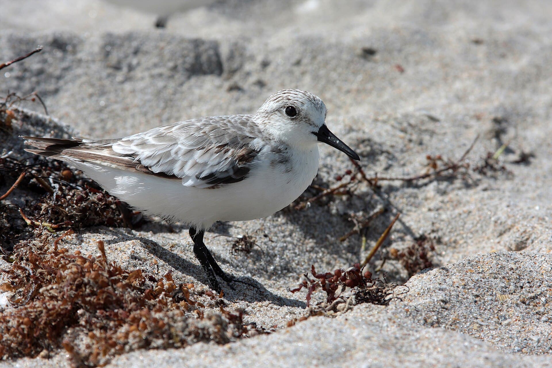 Drieteenstrandloper (Calidris alba) - Calidris alba portrait