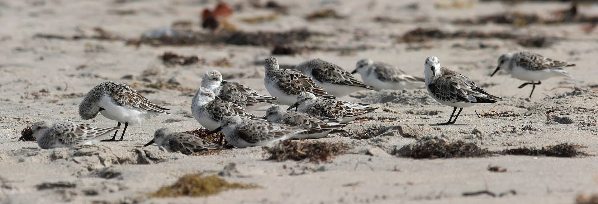 Drieteenstrandloper (Calidris alba) - Calidris alba group edit