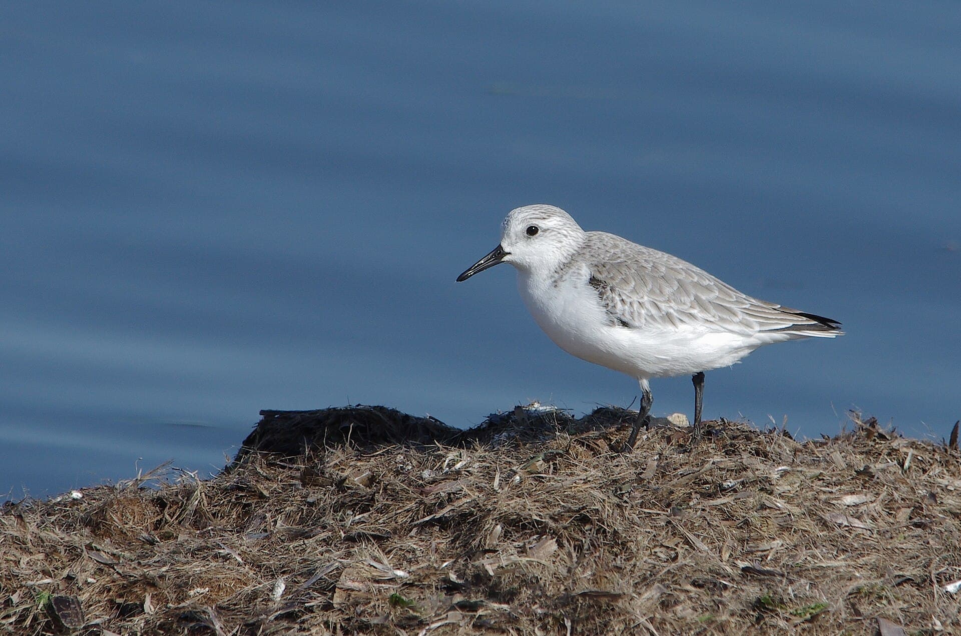 Drieteenstrandloper (Calidris alba) - Bécasseau sanderling002 thyna