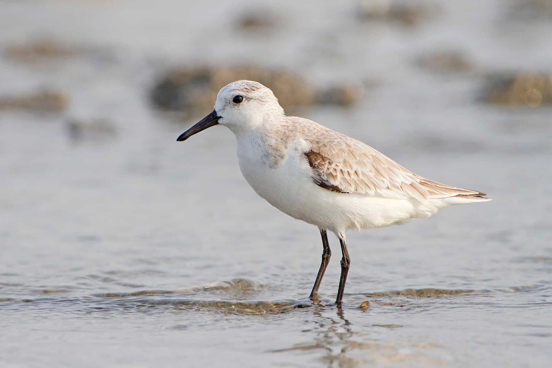 Drieteenstrandloper (Calidris alba) - Calidris alba - Laem Phak Bia