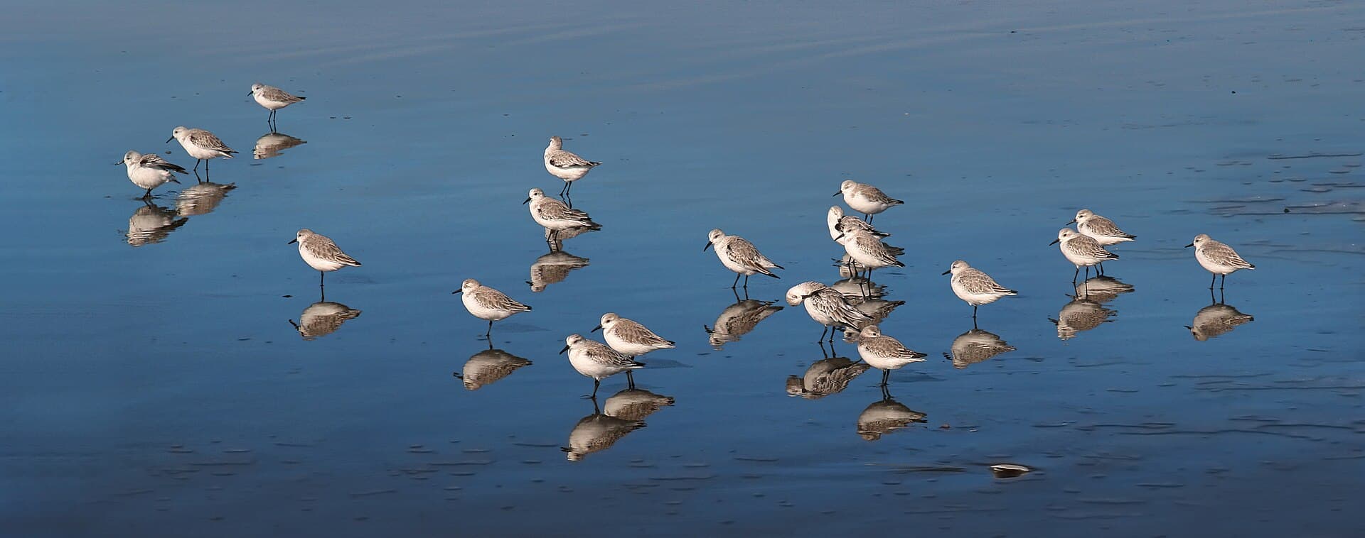 Drieteenstrandloper (Calidris alba) - Calidris alba at Ocean Beach, San Francisco, California - 20101116