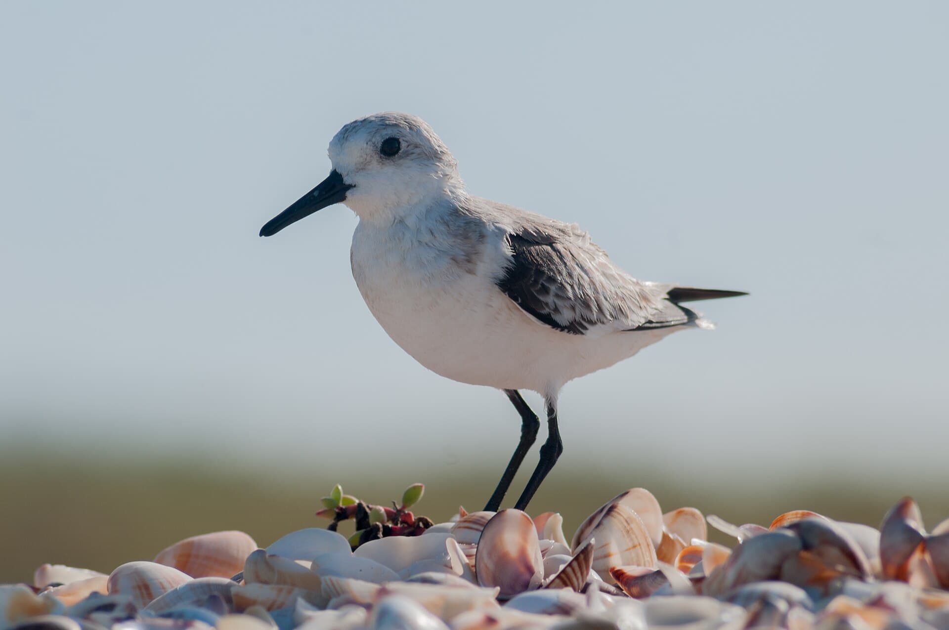 Drieteenstrandloper (Calidris alba) - Calidris alba on Margarita island