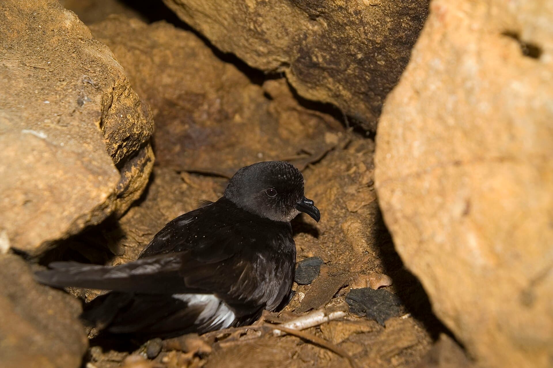 Europees Stormvogeltje (Hydrobates pelagicus) - Mediterranean Storm Petrel at a breeding colony