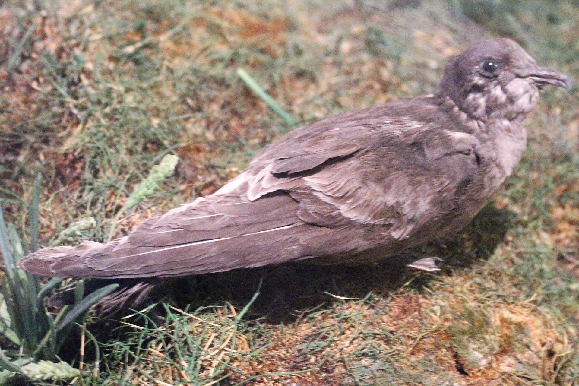Europees Stormvogeltje (Hydrobates pelagicus) - Ma - Hydrobates pelagicus - 1