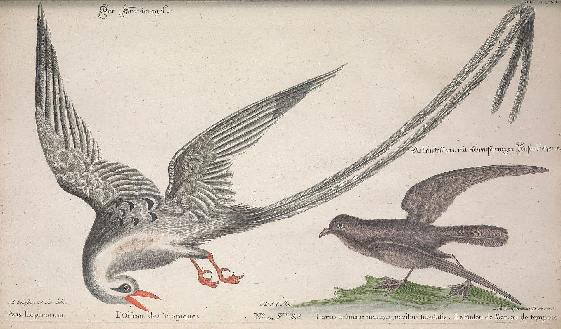 Europees Stormvogeltje (Hydrobates pelagicus) - Recueil de divers oiseaux étrangers et peu communs (Tab. CXI) BHL41947822