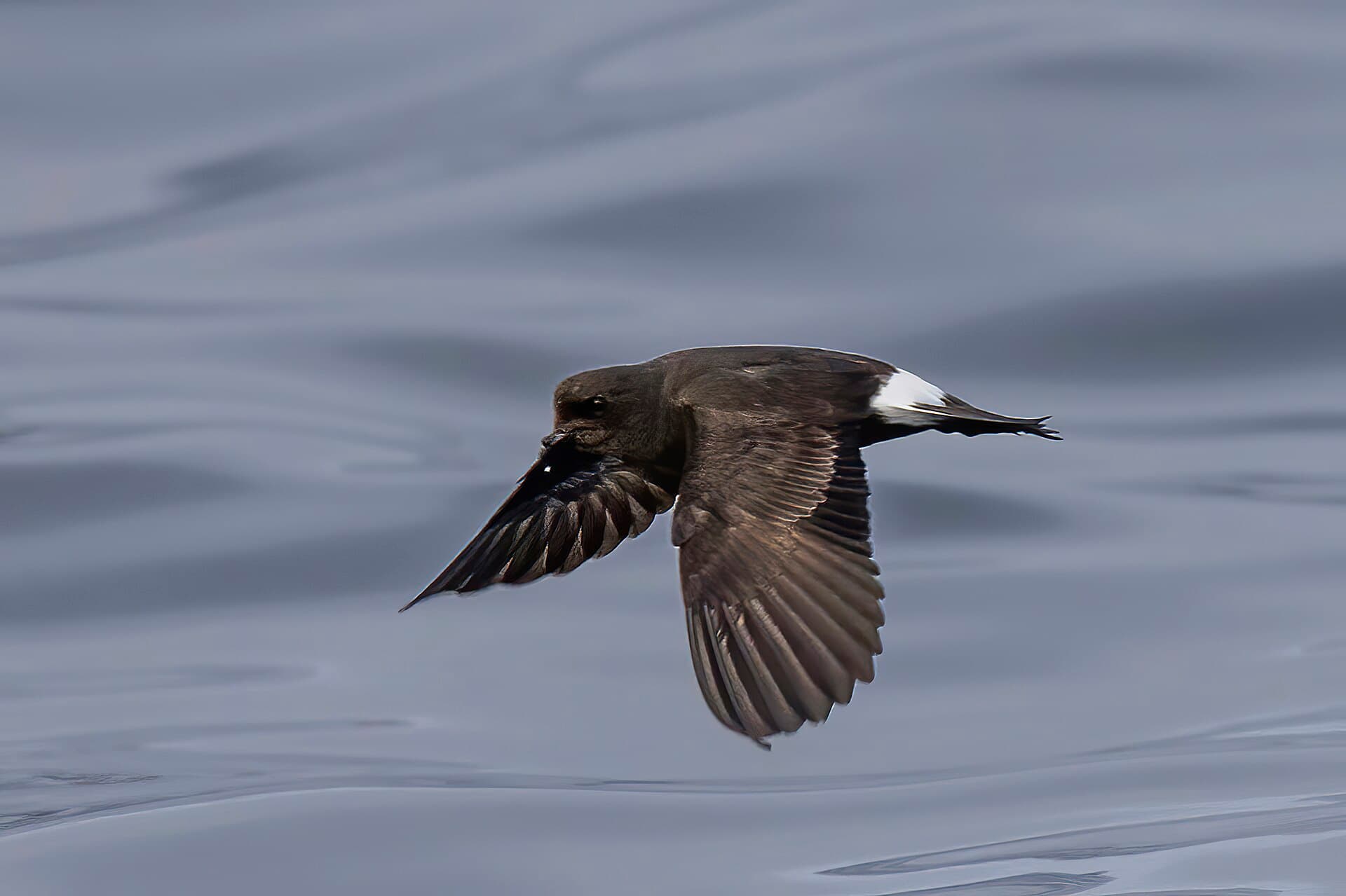 Europees Stormvogeltje (Hydrobates pelagicus) - European storm petrel (Hydrobates pelagicus) Sagres