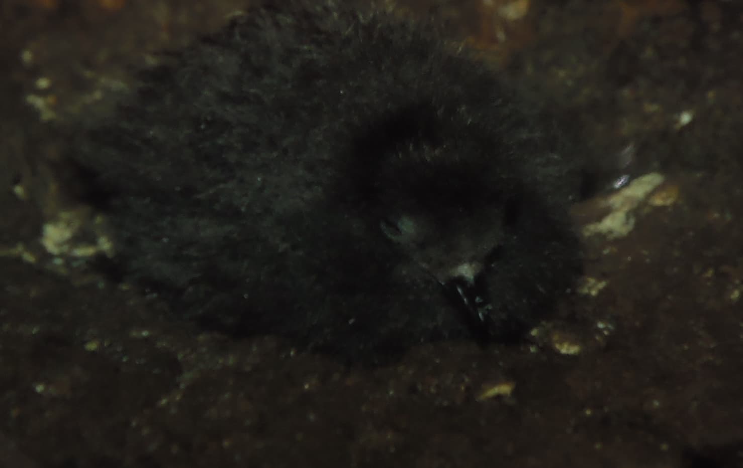 Europees Stormvogeltje (Hydrobates pelagicus) - Pullus hydrobates