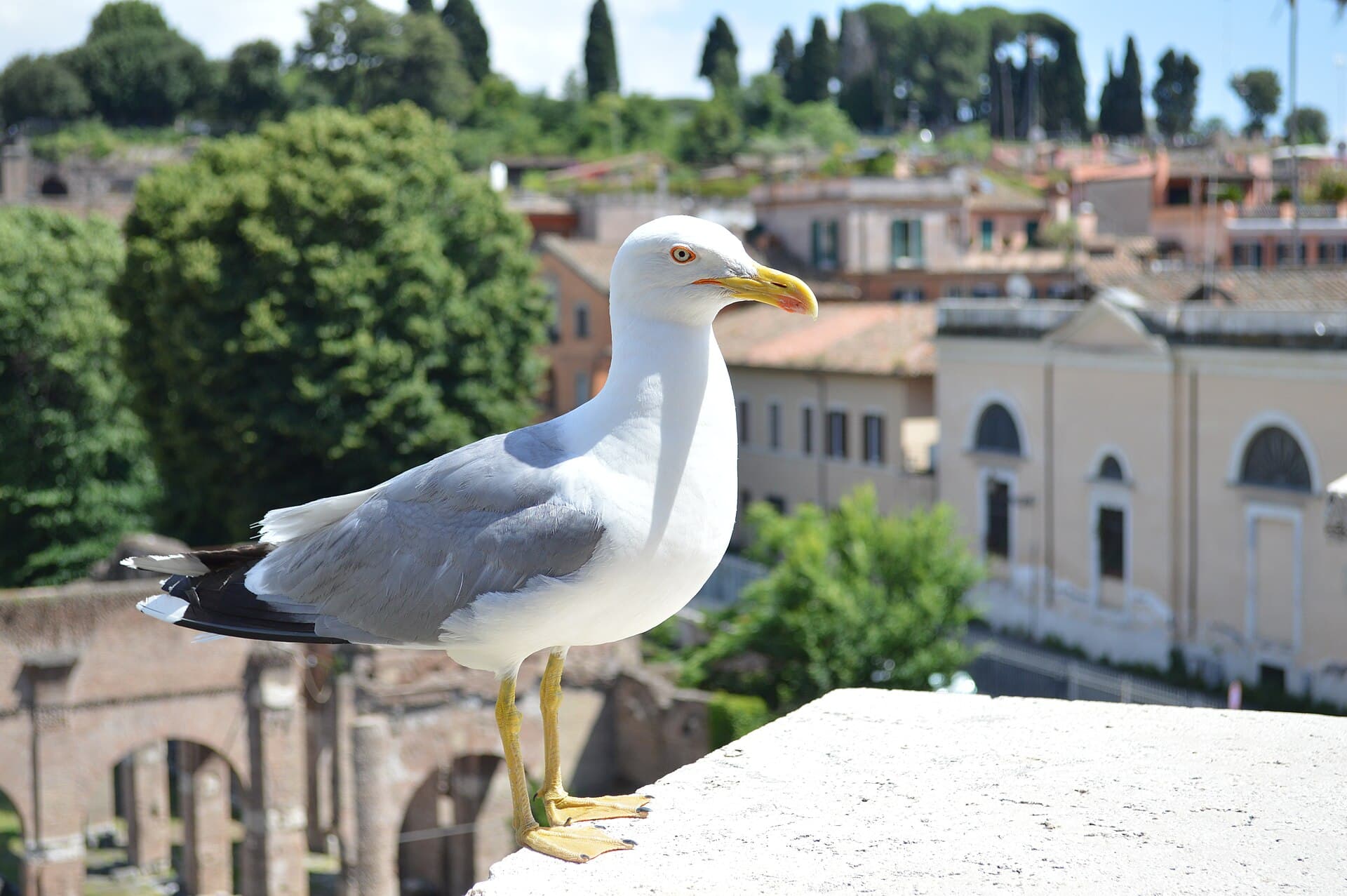 geelpootmeeuw (Larus michahellis) - Yellow-legged gull in Rome, Italy 2