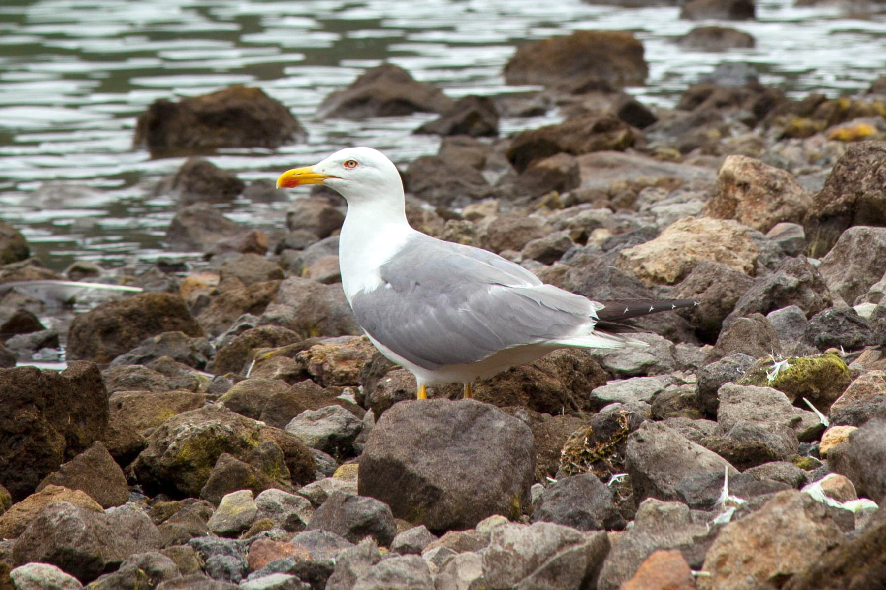 geelpootmeeuw (Larus michahellis) - Larus michahellis atlantis, Lagoa do Fogo, Azores 1a