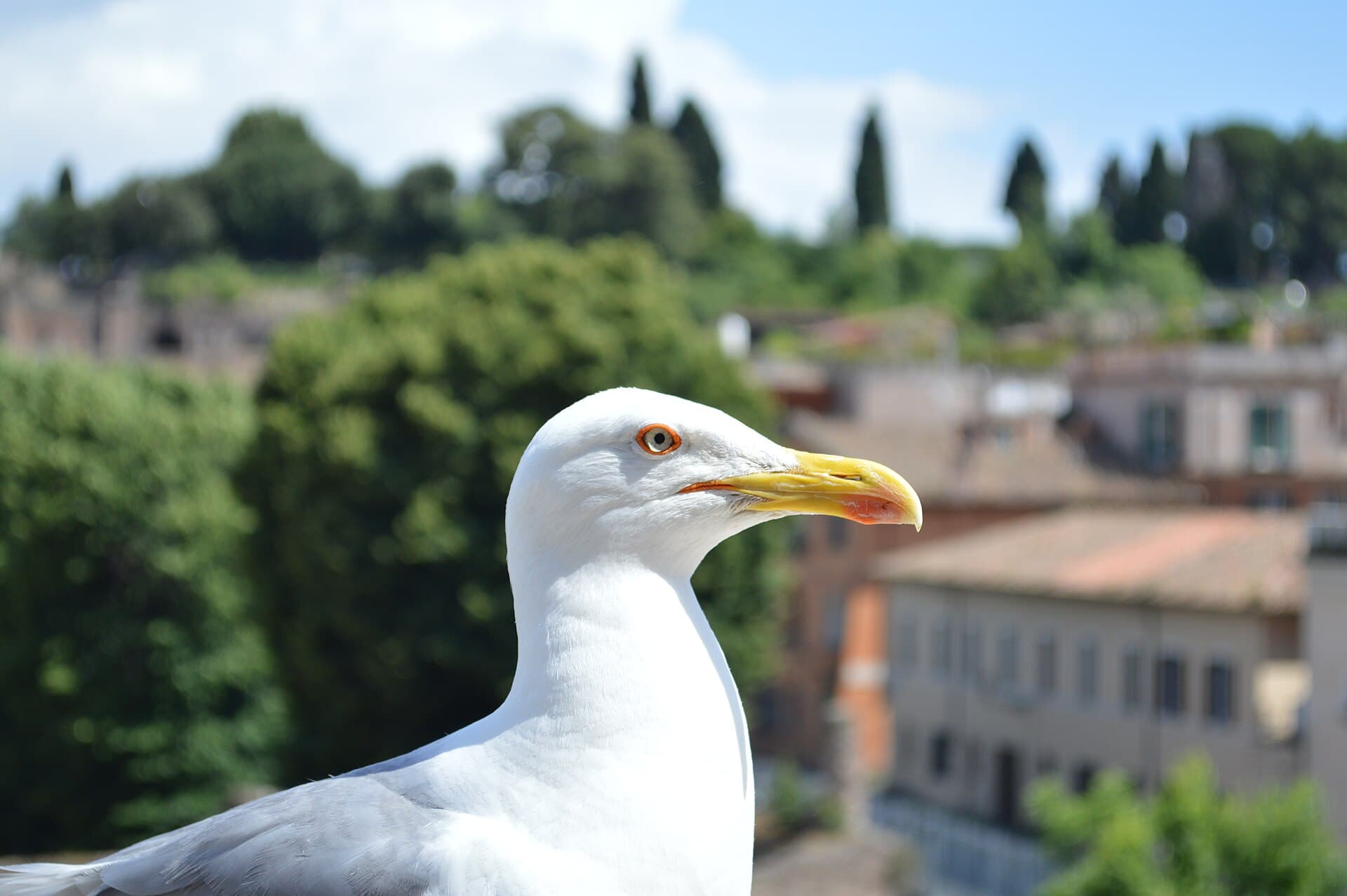 geelpootmeeuw (Larus michahellis) - Yellow-legged gull in Rome, Italy