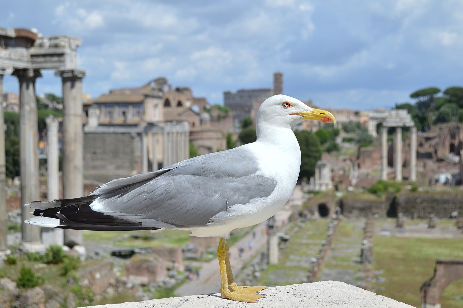 geelpootmeeuw (Larus michahellis) - Yellow-legged gull in Rome, Italy 4