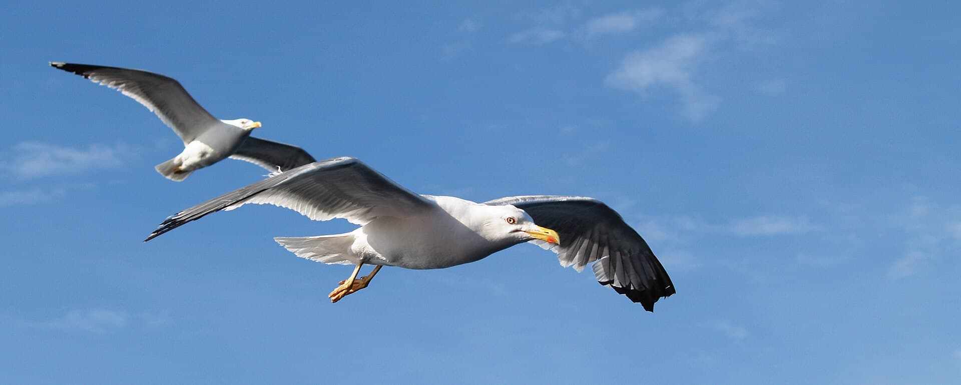 geelpootmeeuw (Larus michahellis) - Larus michahellis LC0045
