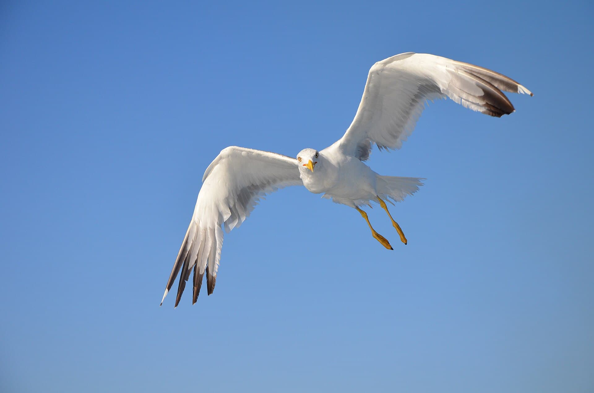 geelpootmeeuw (Larus michahellis) - Larus michahellis Olbia