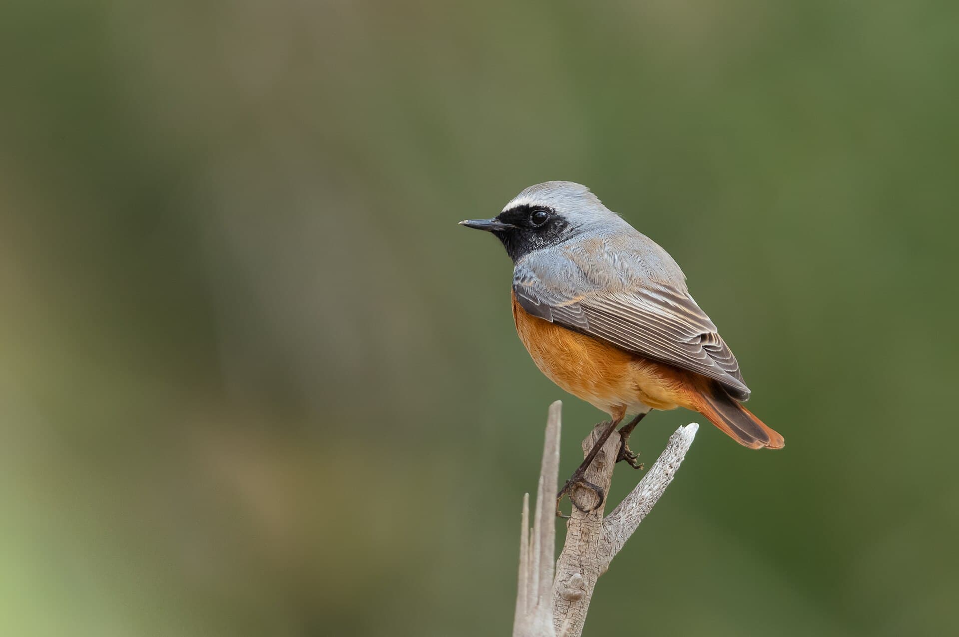 Gekraagde Roodstaart (Phoenicurus phoenicurus) - Rougequeue à front blanc près de Jebil