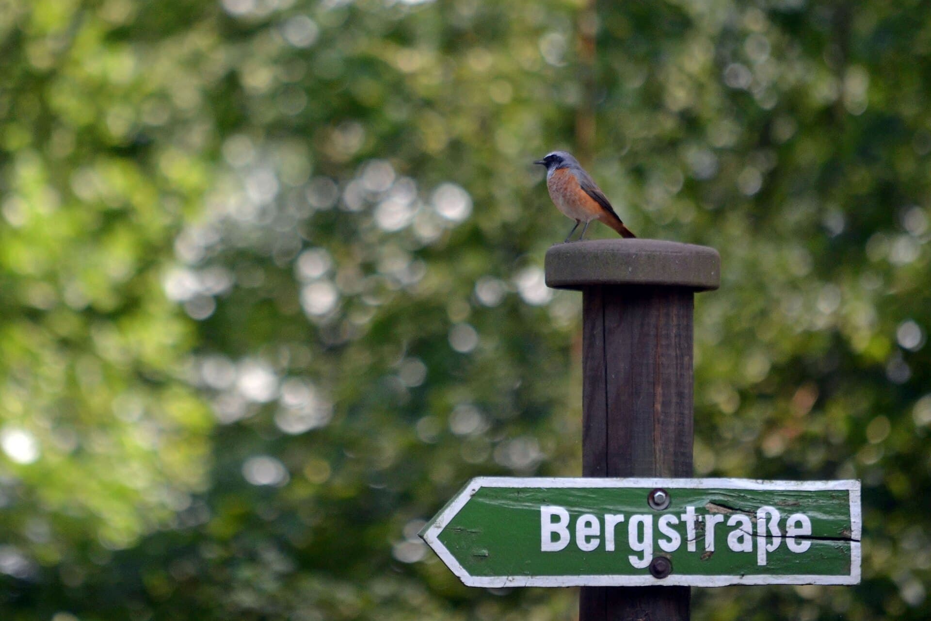 Gekraagde Roodstaart (Phoenicurus phoenicurus) - Gartenrotschwanz - männlich - im Rochlitzer Bergwald - Geotop - Sachsen