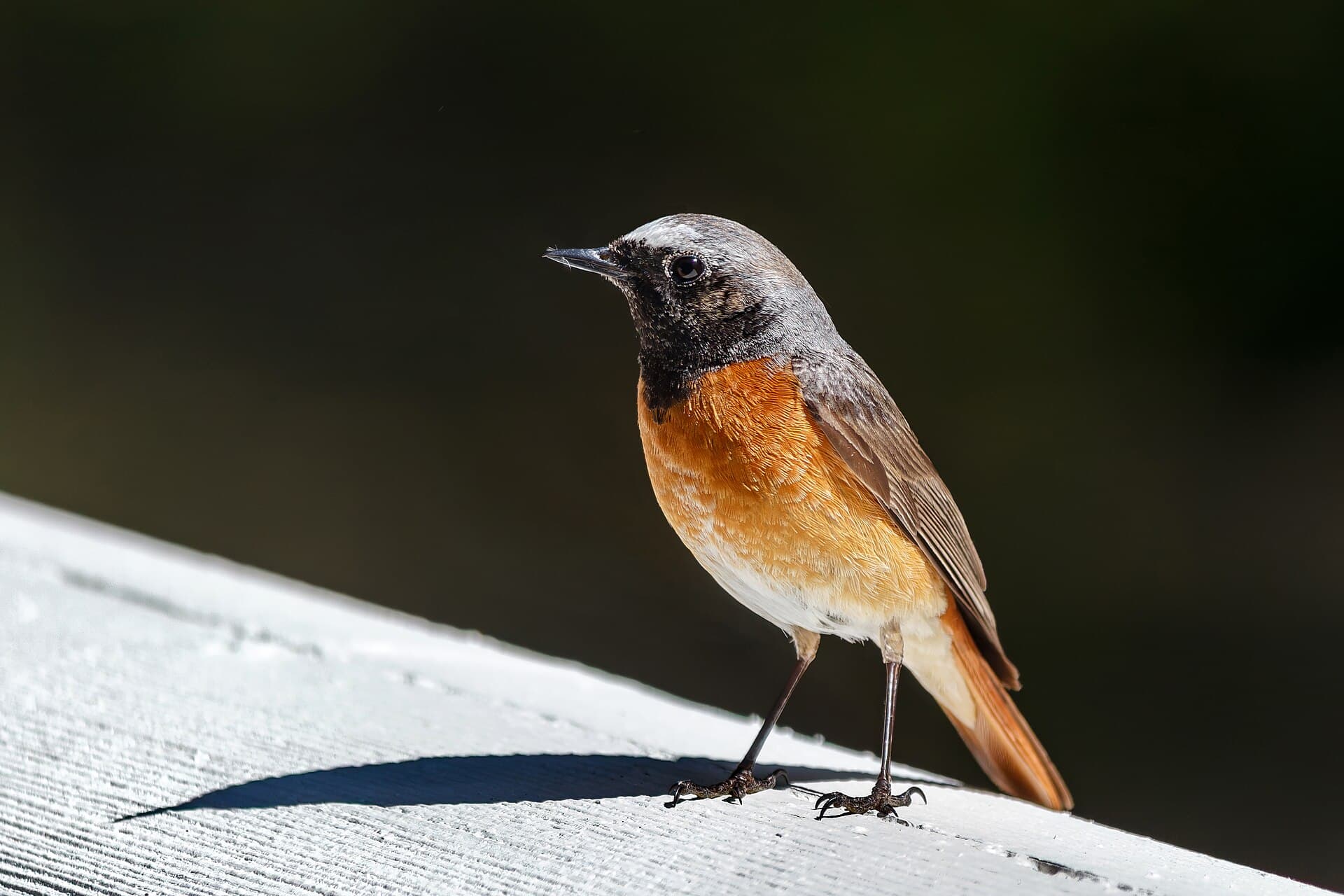 Gekraagde Roodstaart (Phoenicurus phoenicurus) - Redstart (Phoenicurus phoenicurus) on a balcony in Tuntorp, Brastad 4