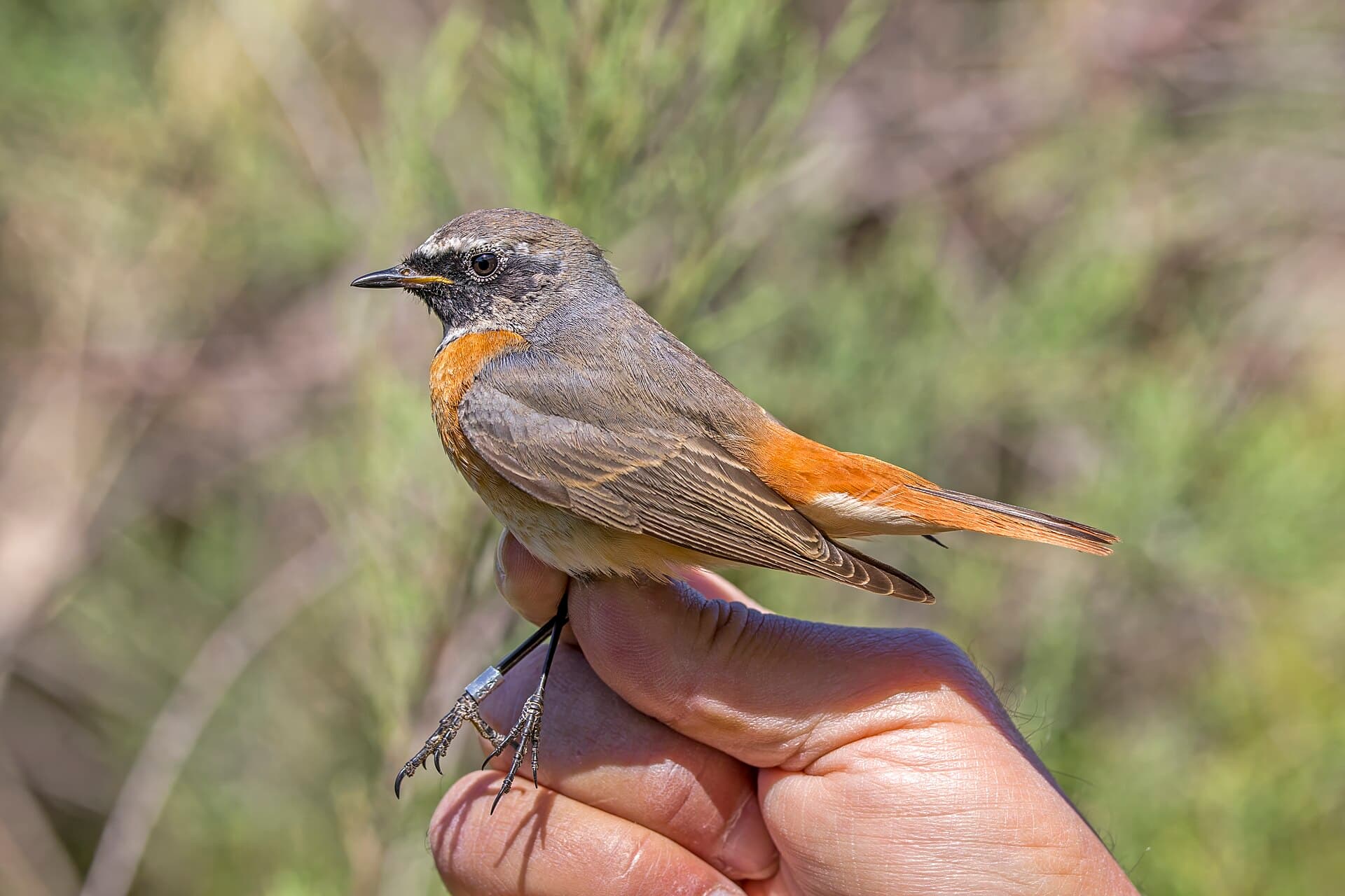 Gekraagde Roodstaart (Phoenicurus phoenicurus) - Redstart (Phoenicurus phoenicurus) male ringed Malta