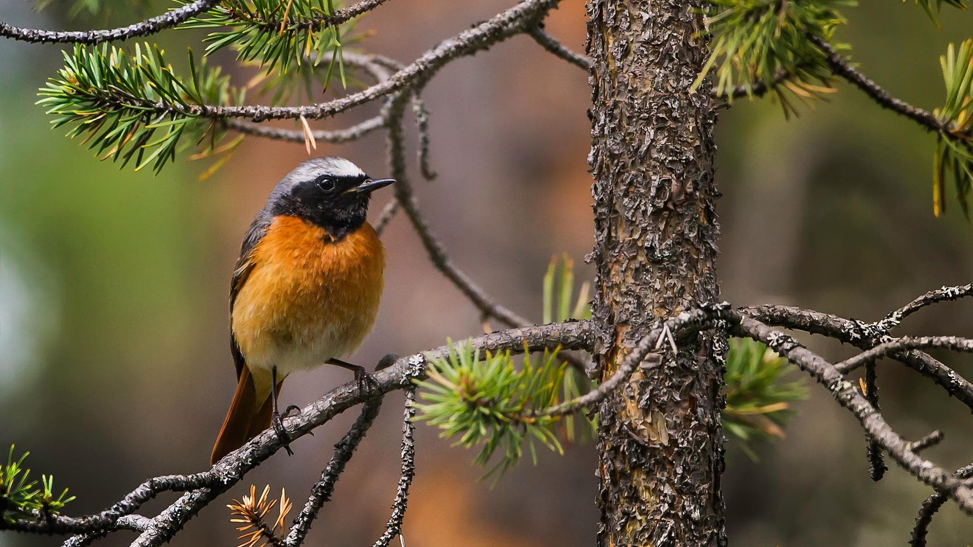 Gekraagde Roodstaart (Phoenicurus phoenicurus) - Phoenicurus phoenicurus Femundsmarka