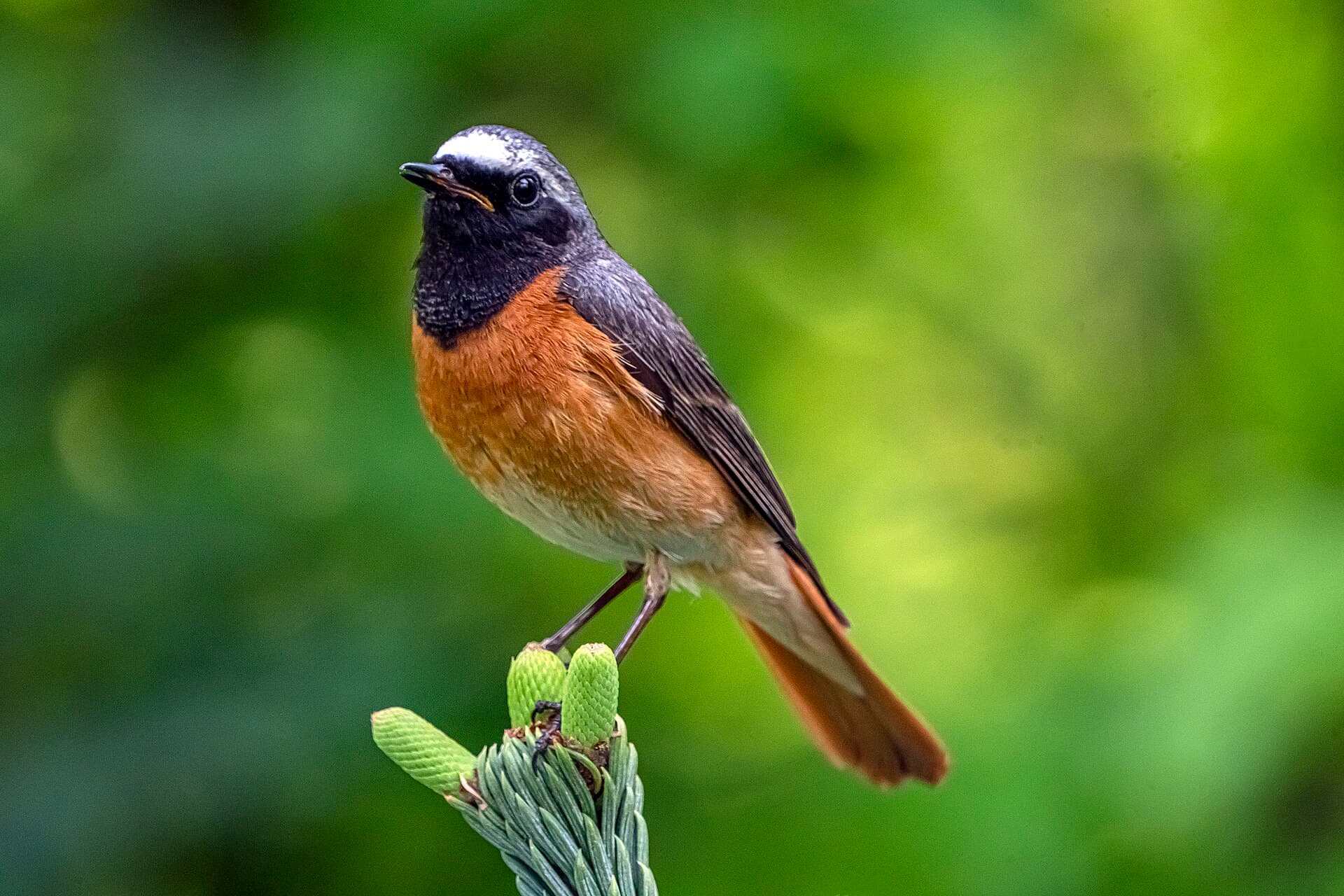 Gekraagde Roodstaart (Phoenicurus phoenicurus) - Phoenicurus phoenicurus 07(js), Lodz (Poland)