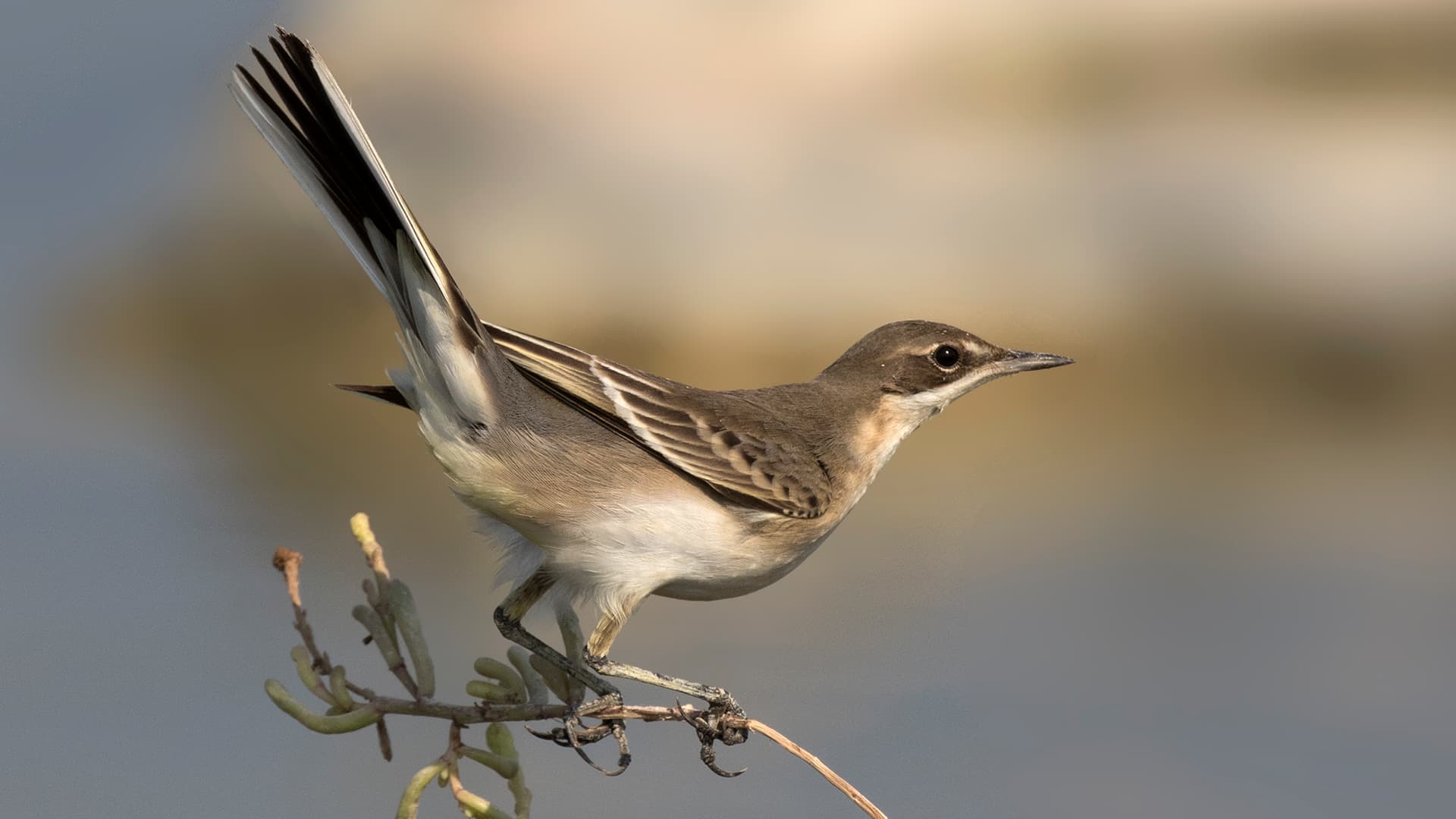 Gele Kwikstaart (Motacilla flava) - Motacilla flava - Western Yellow Wagtail 09