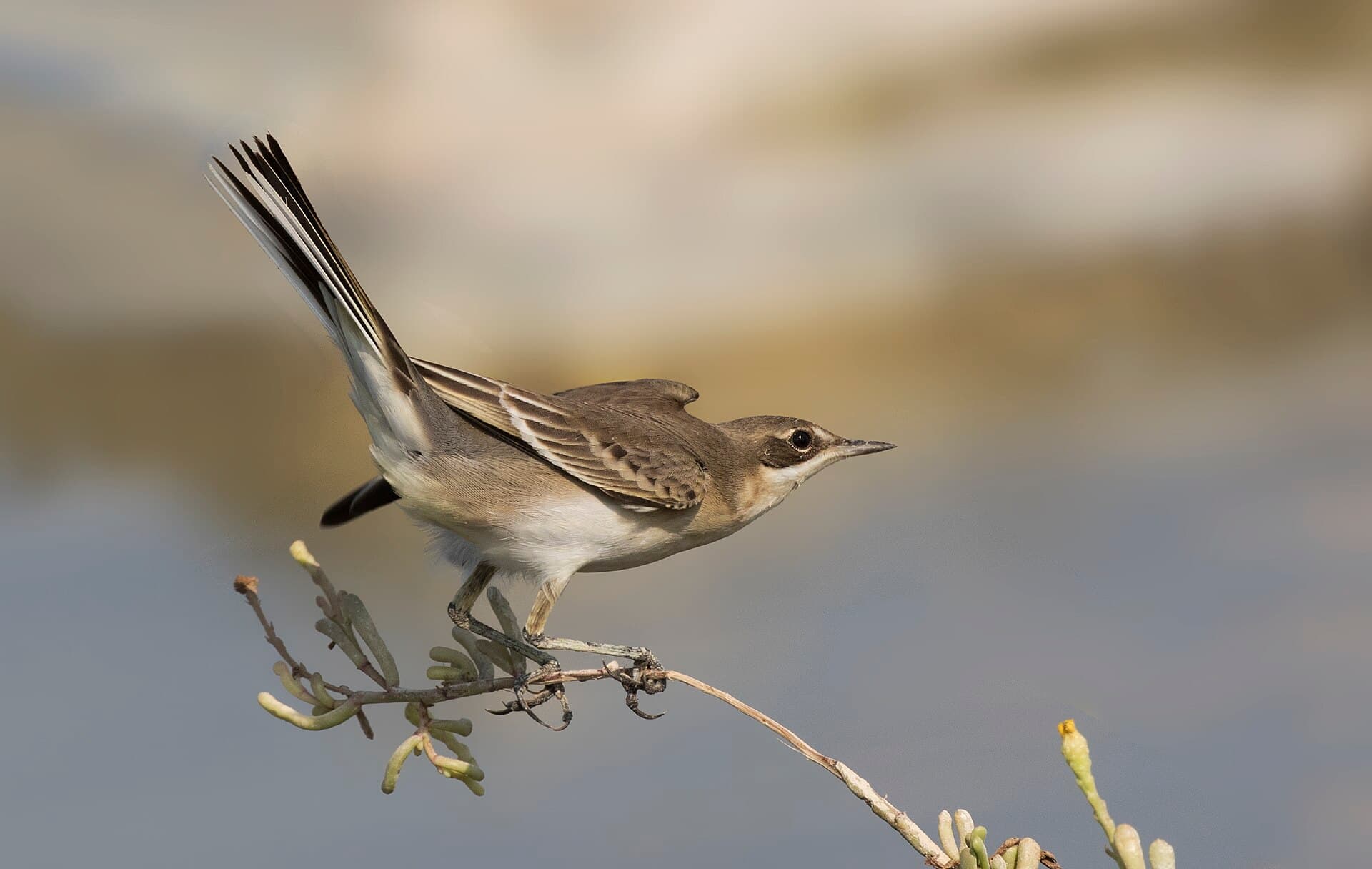 Gele Kwikstaart (Motacilla flava) - Motacilla flava - Western Yellow Wagtail 10