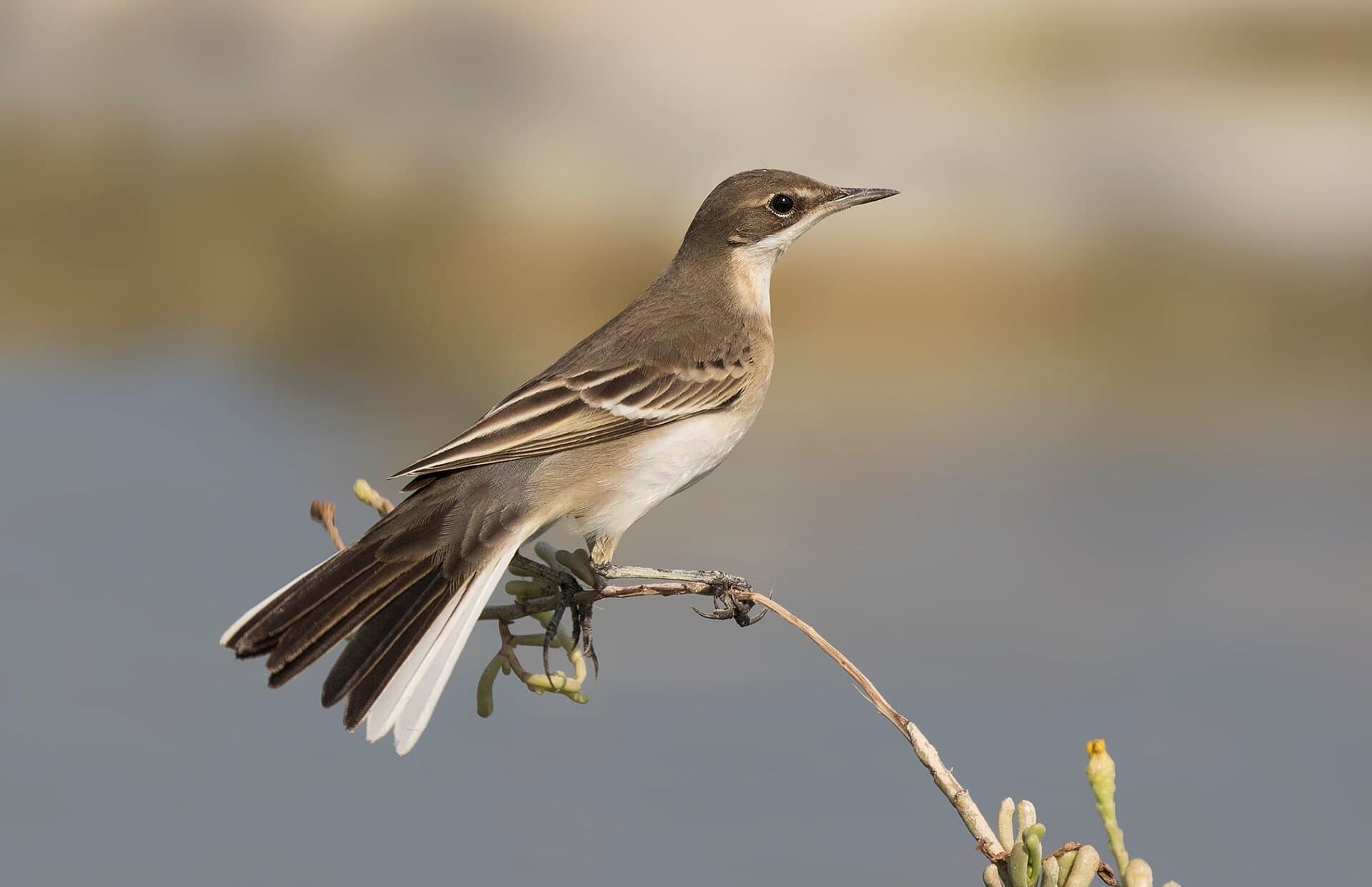 Gele Kwikstaart (Motacilla flava) - Motacilla flava - Western Yellow Wagtail 08