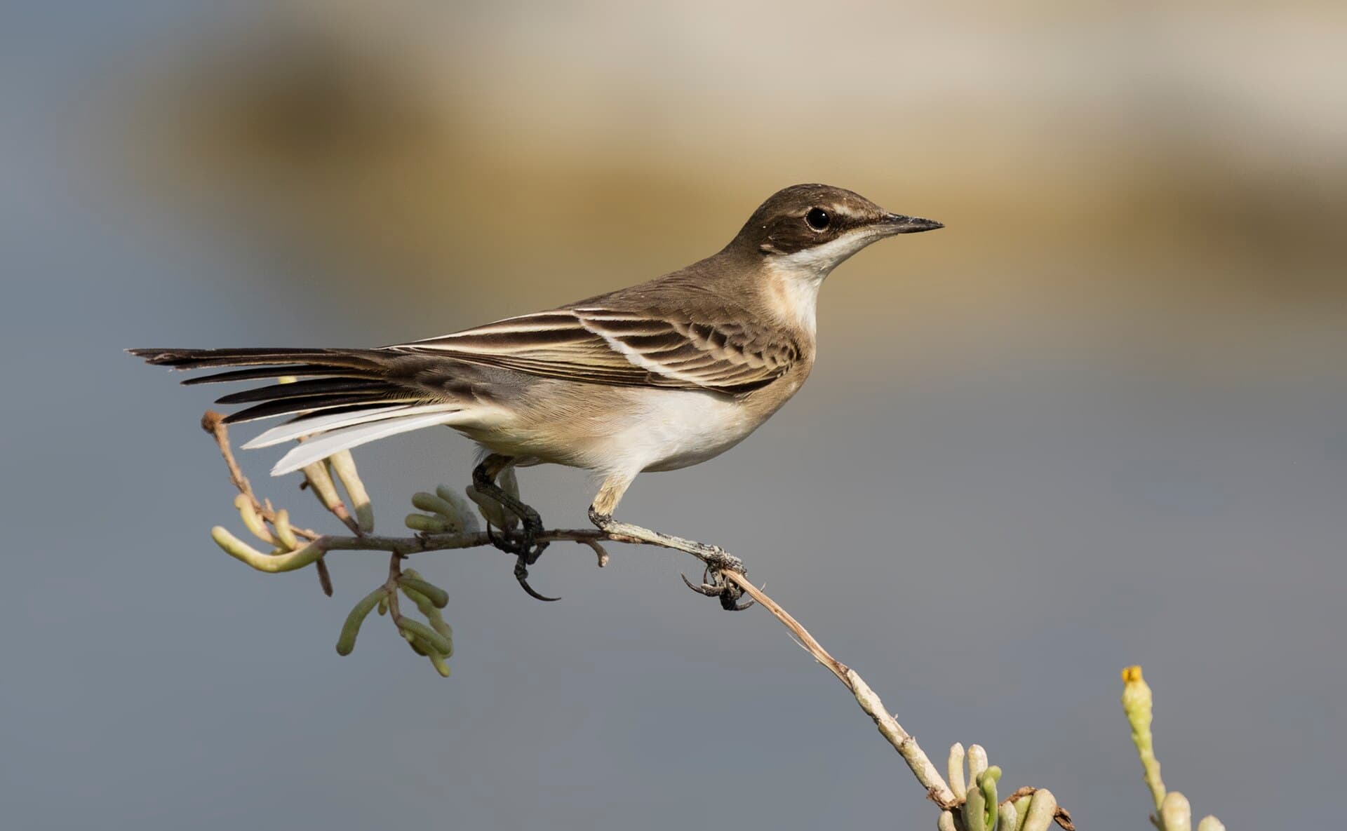 Gele Kwikstaart (Motacilla flava) - Motacilla flava - Western Yellow Wagtail 14