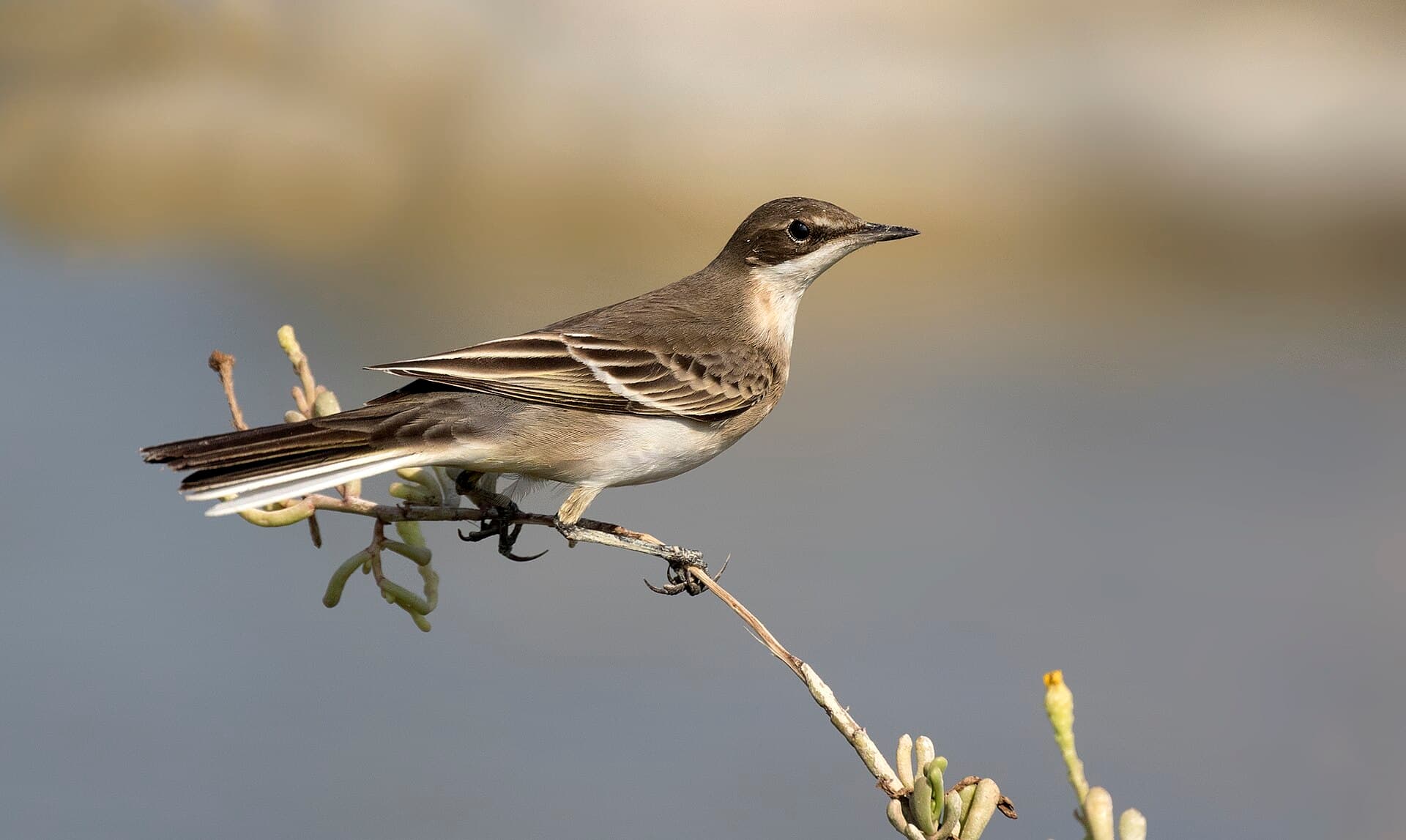 Gele Kwikstaart (Motacilla flava) - Motacilla flava - Western Yellow Wagtail 13