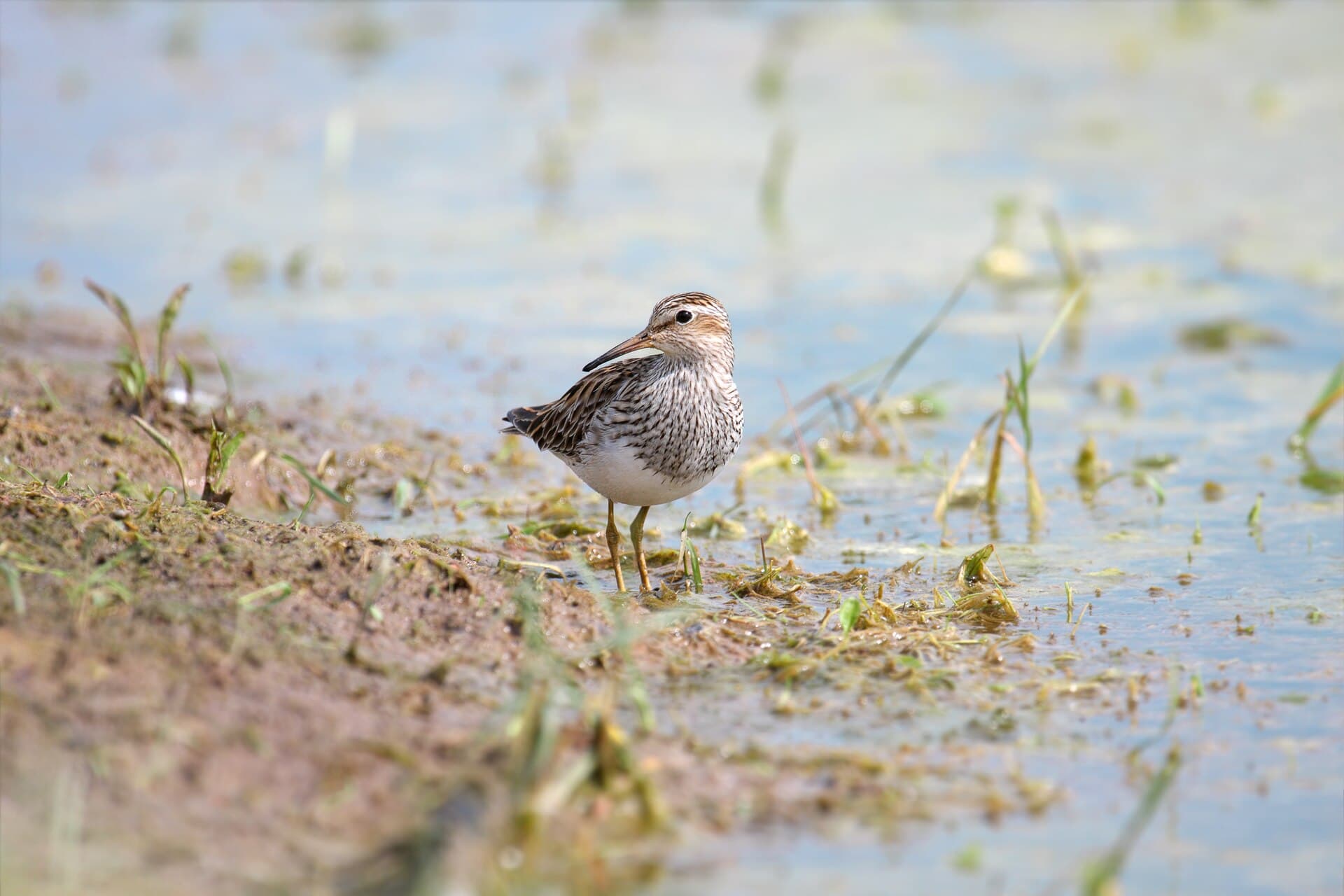 Gestreepte Strandloper (Calidris melanotos) - Pectoral-Sandpiper007