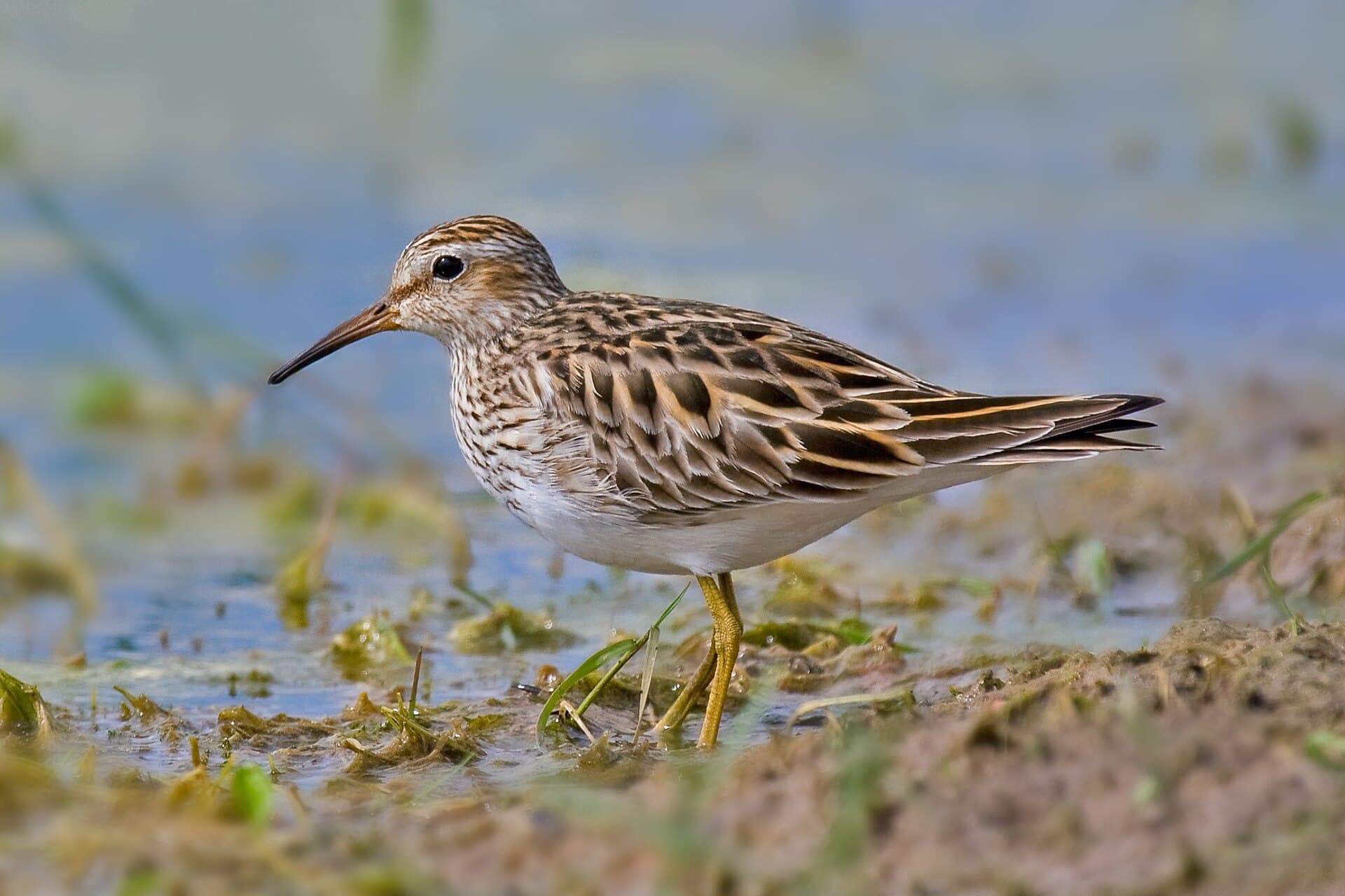 Gestreepte Strandloper (Calidris melanotos) - Pectoral Sandpiper3