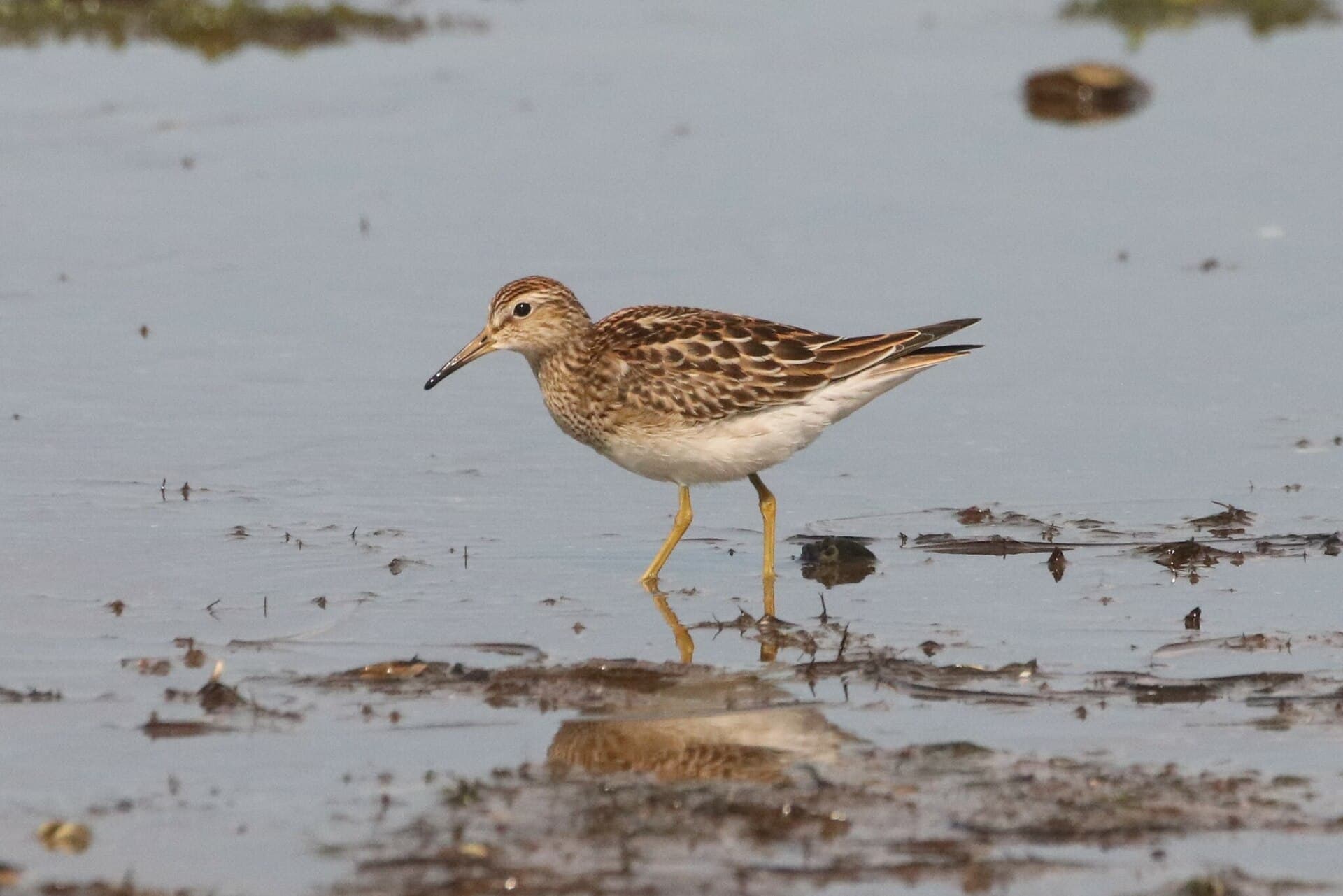 Gestreepte Strandloper (Calidris melanotos) - Calidris melanotos 225389663