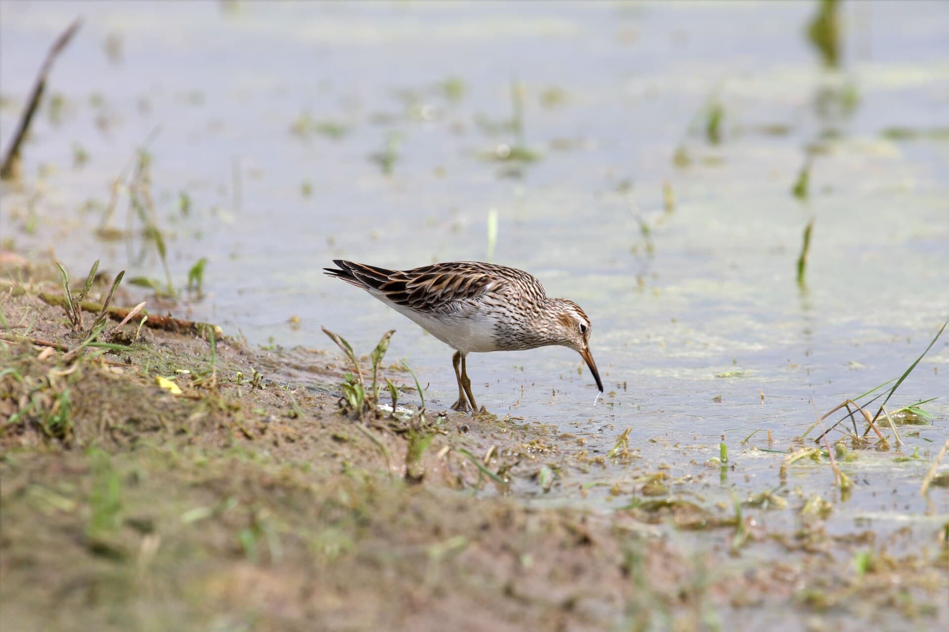Gestreepte Strandloper (Calidris melanotos) - Pectoral-Sandpiper010