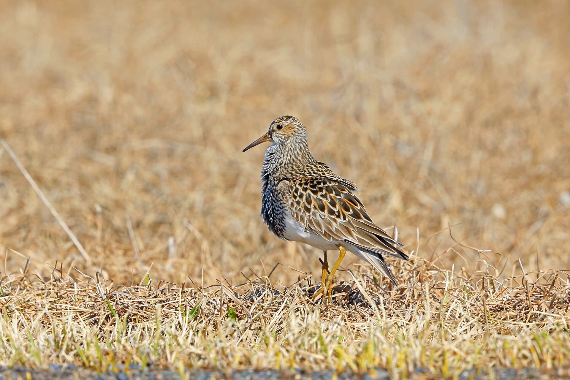 Gestreepte Strandloper (Calidris melanotos) - Pectoral Sandpiper near Utqiagvik, Alaska 2946645
