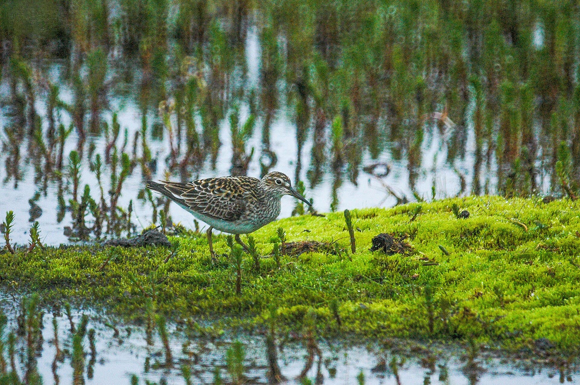 Gestreepte Strandloper (Calidris melanotos) - Pectoral sandpiper (Calidris melanotos) 2018 2