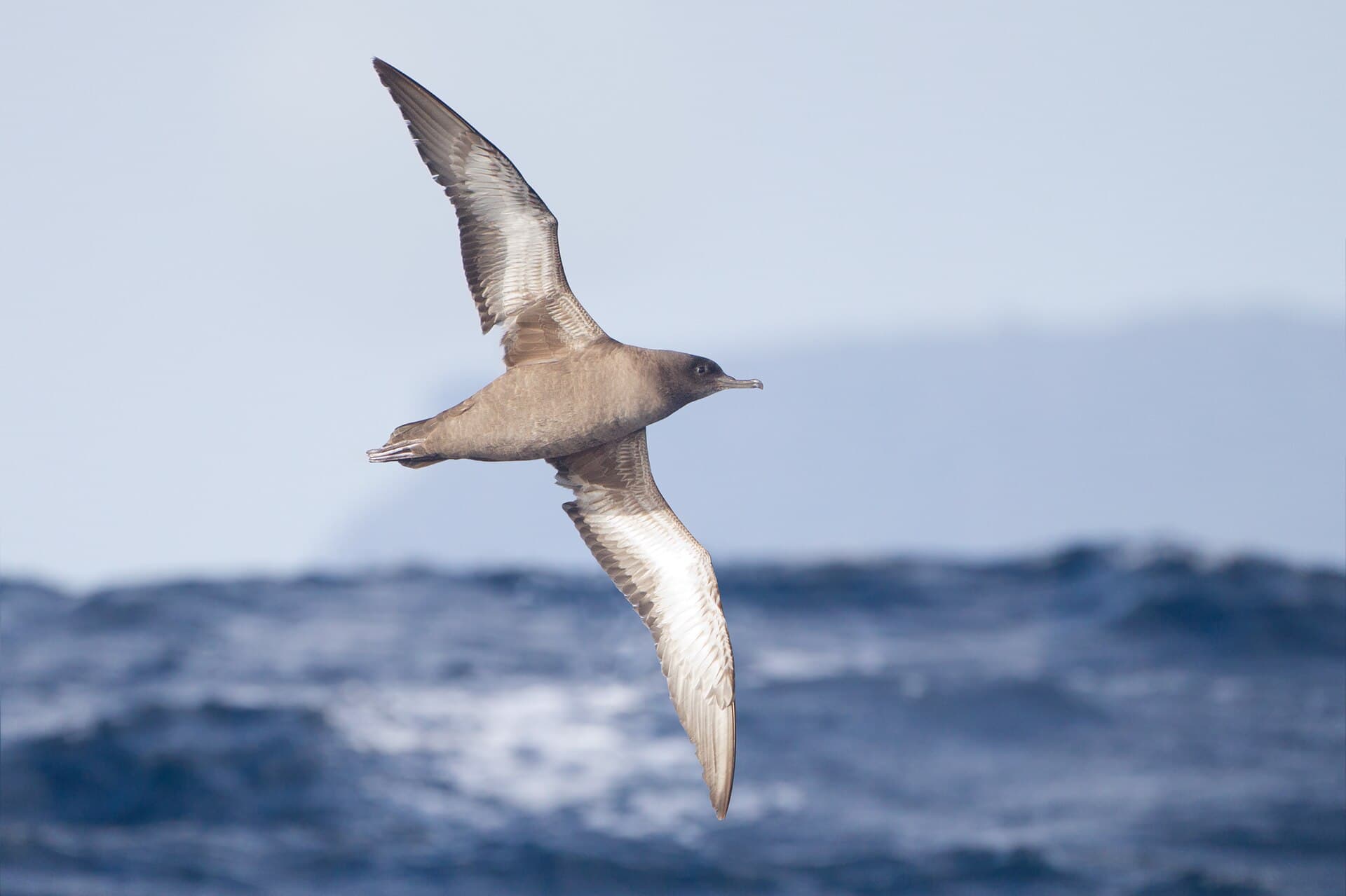 grauwe pijlstormvogel (Puffinus griseus) - Puffinus griseus in flight - SE Tasmania