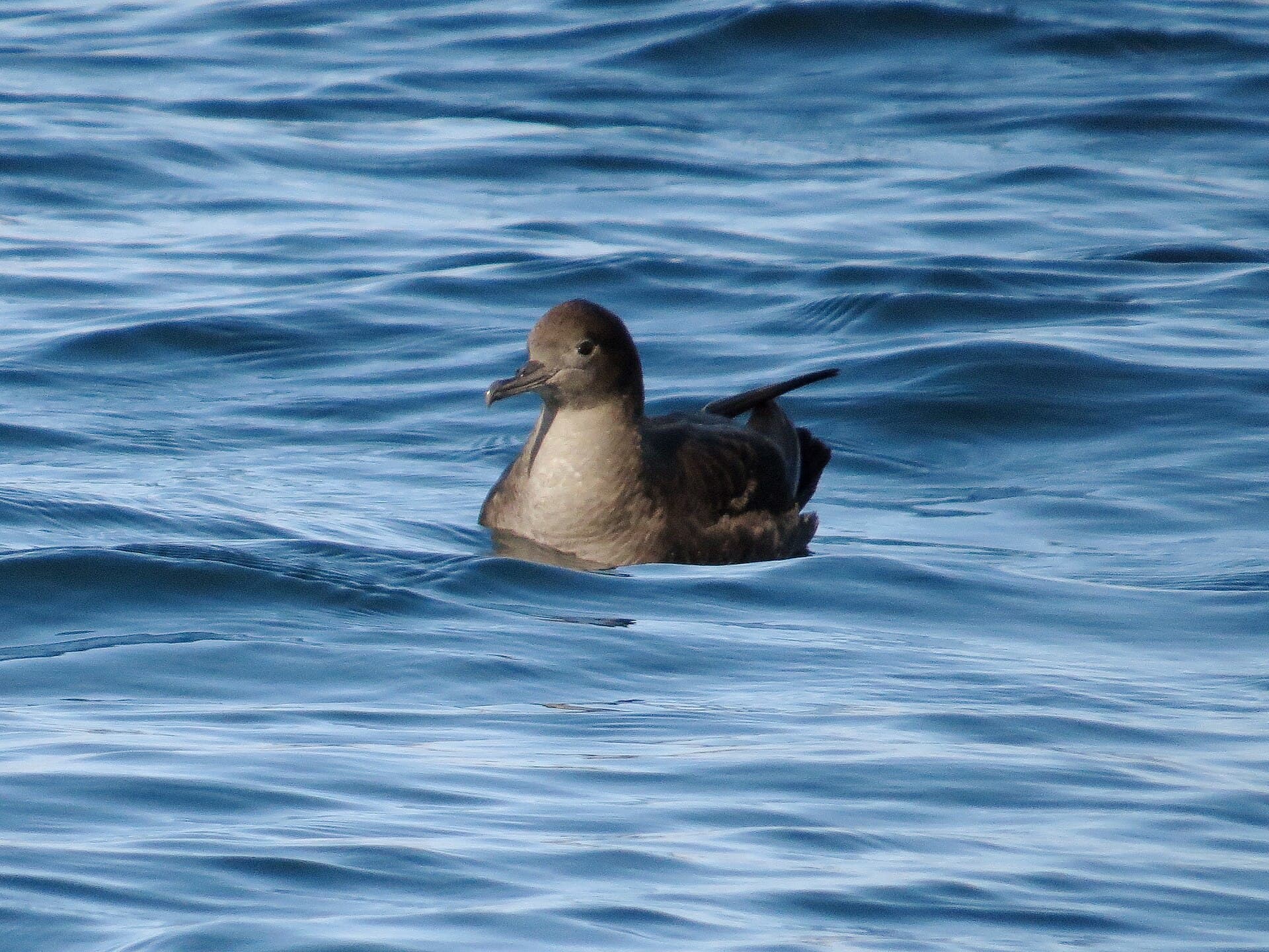 grauwe pijlstormvogel (Puffinus griseus) - Ardenna grisea, North Sea 10 km off Northumberland coast 2