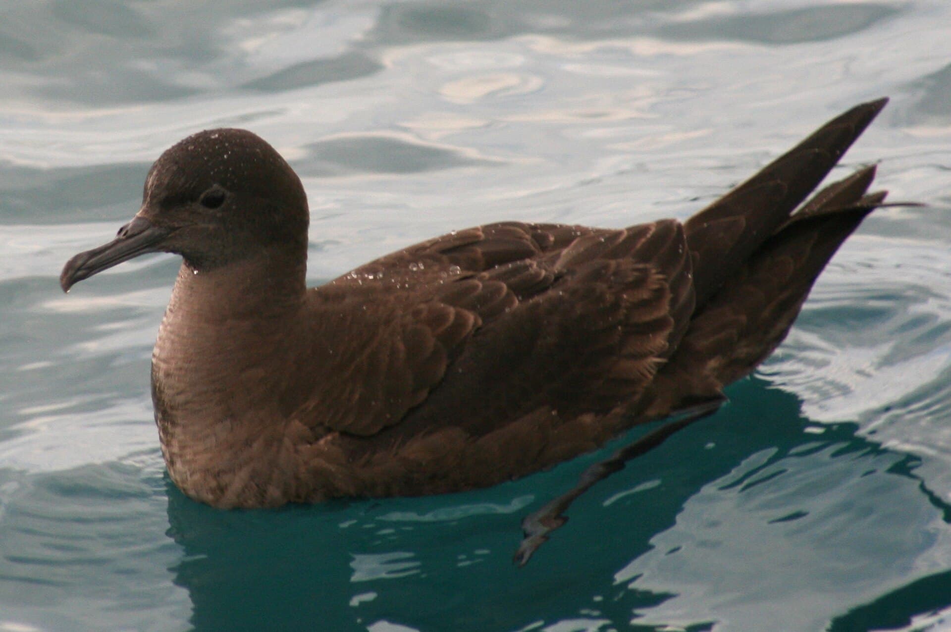 grauwe pijlstormvogel (Puffinus griseus) - Sooty shearwater kaikoura
