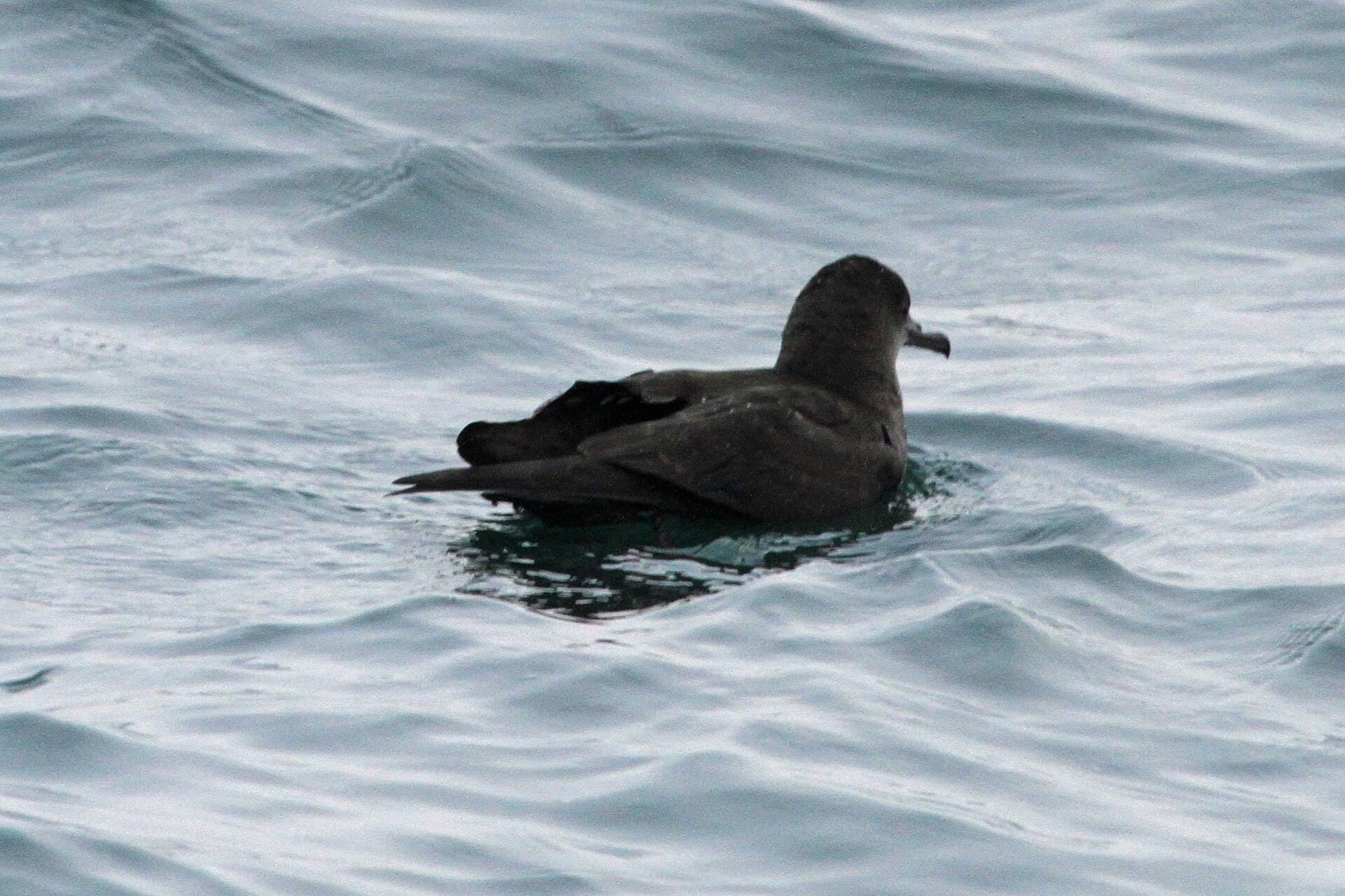 grauwe pijlstormvogel (Puffinus griseus) - Sooty Shearwater - Flickr - GregTheBusker