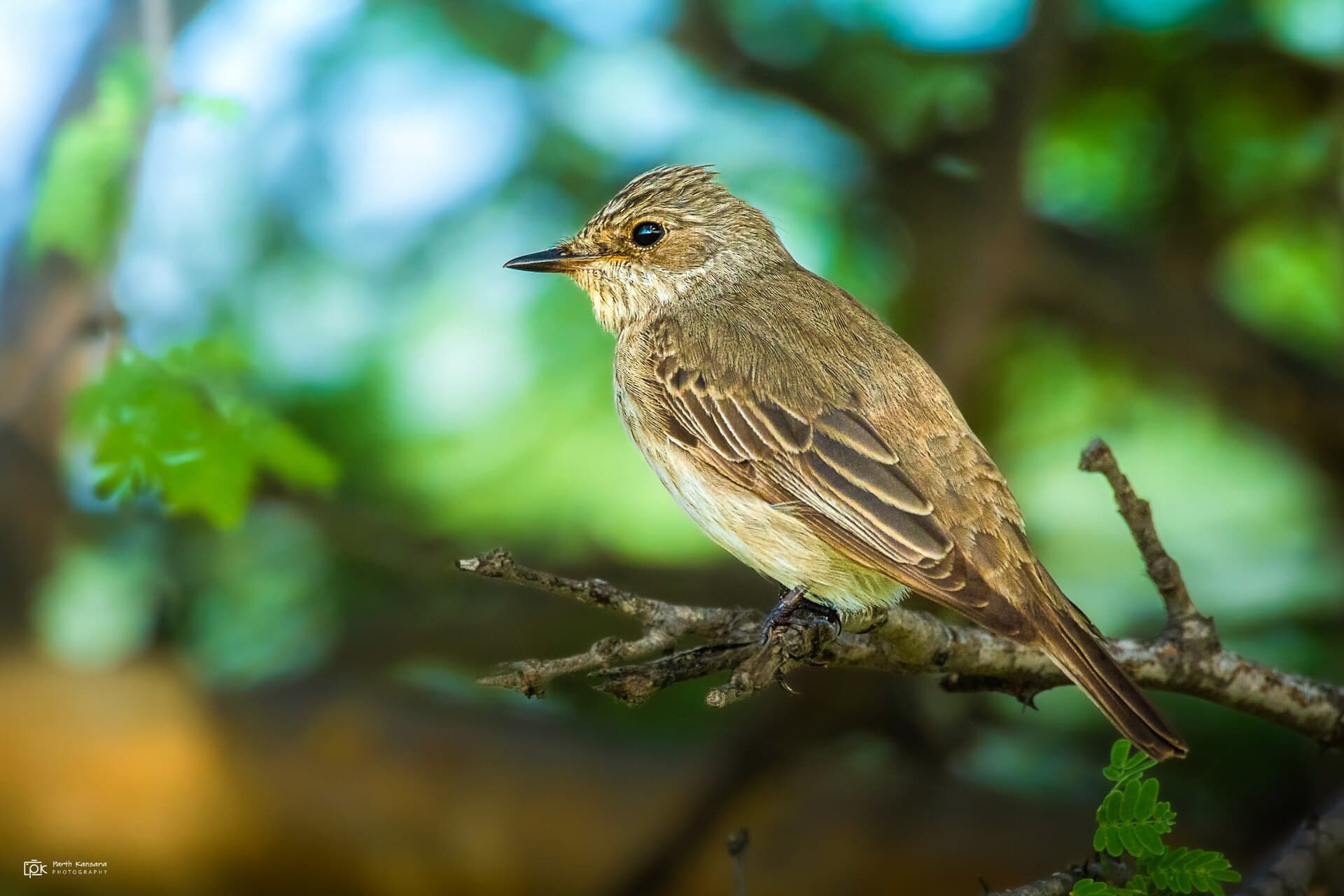 Grauwe Vliegenvanger (Muscicapa striata) - Muscicapa striata 235544500