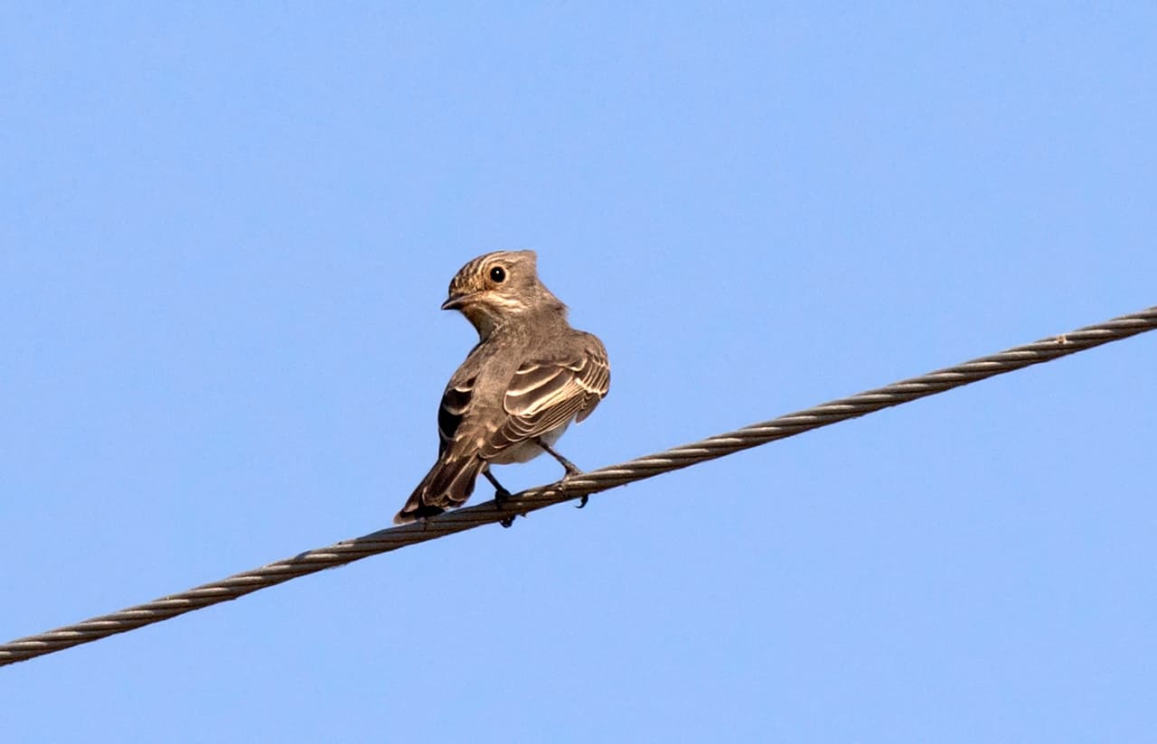 Grauwe Vliegenvanger (Muscicapa striata) - Muscicapa striata - Spotted Flycatcher 02