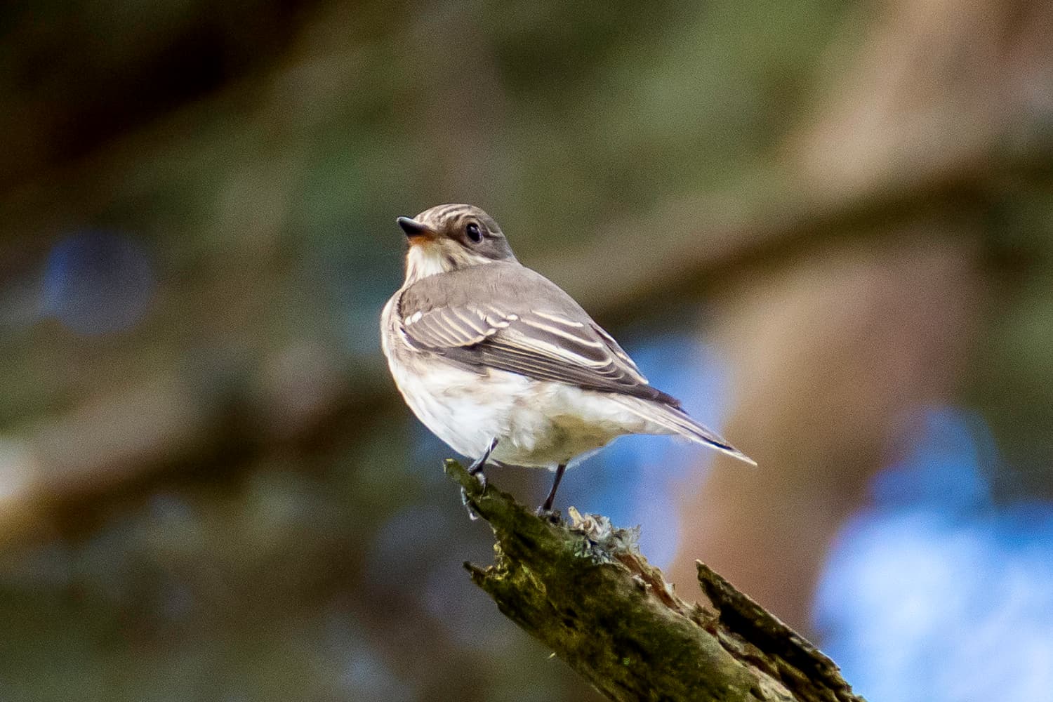 Grauwe Vliegenvanger (Muscicapa striata) - Papamoscas cincento 04
