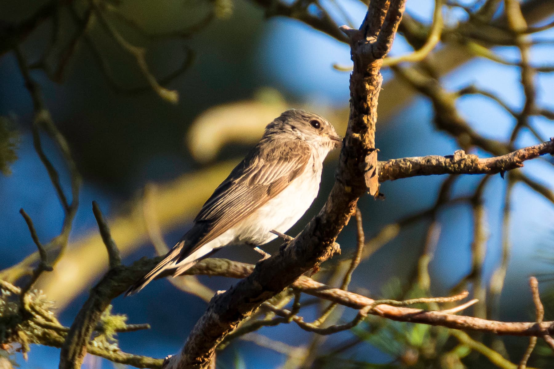 Grauwe Vliegenvanger (Muscicapa striata) - Papamoscas cincento 02