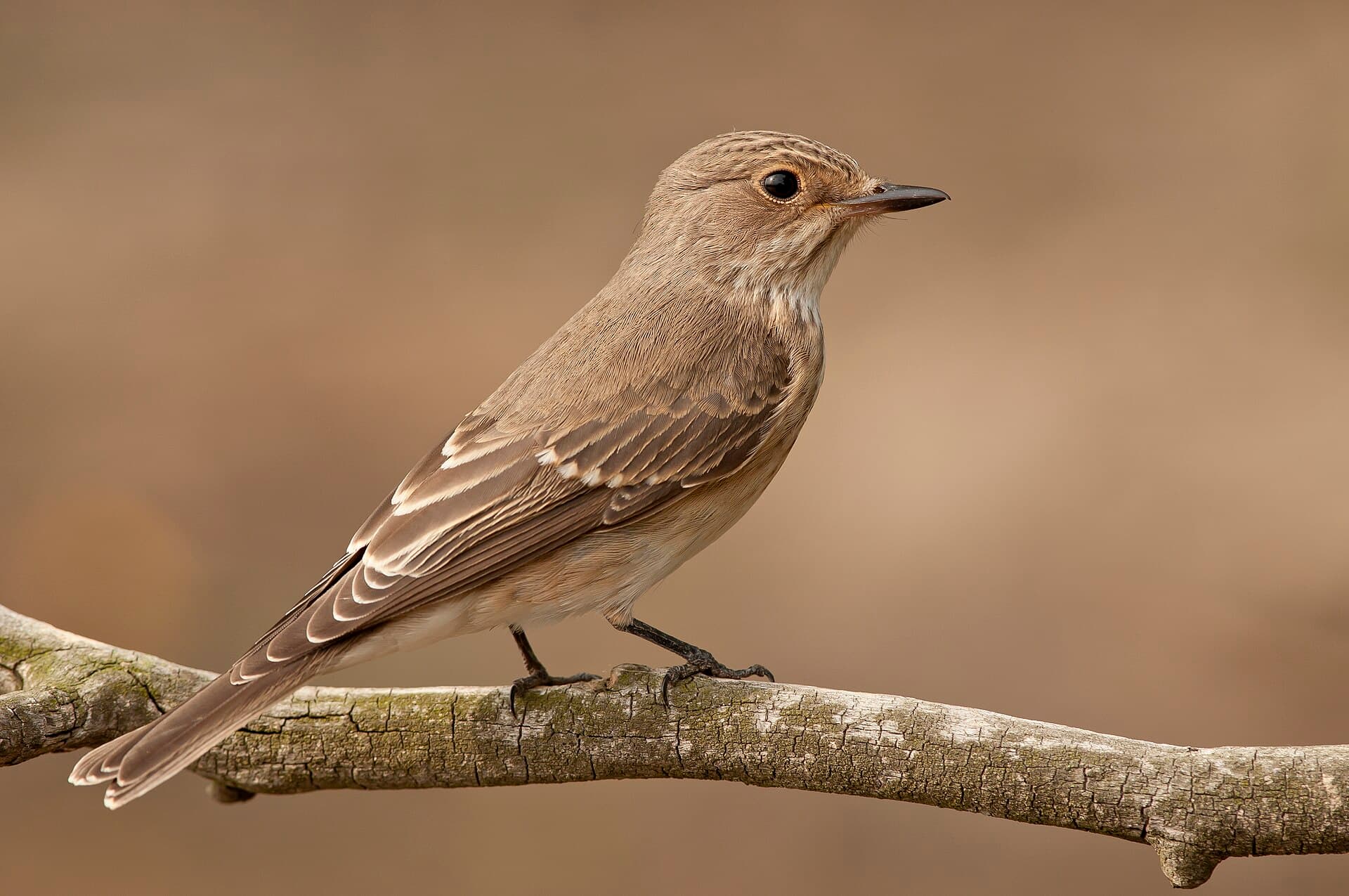 Grauwe Vliegenvanger (Muscicapa striata) - Muscicapa striata мухоловка сіра