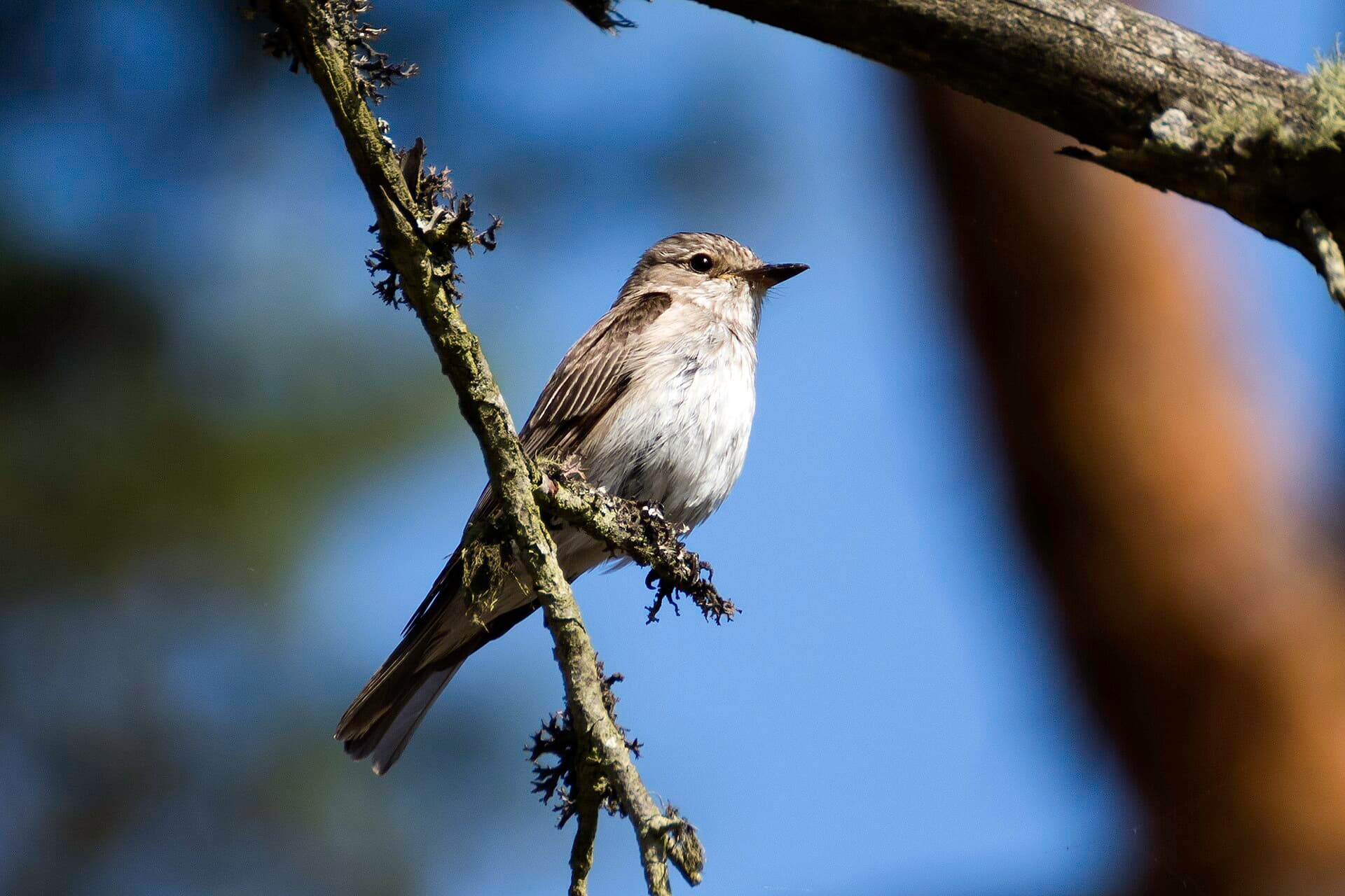 Grauwe Vliegenvanger (Muscicapa striata) - Papamoscas cincento