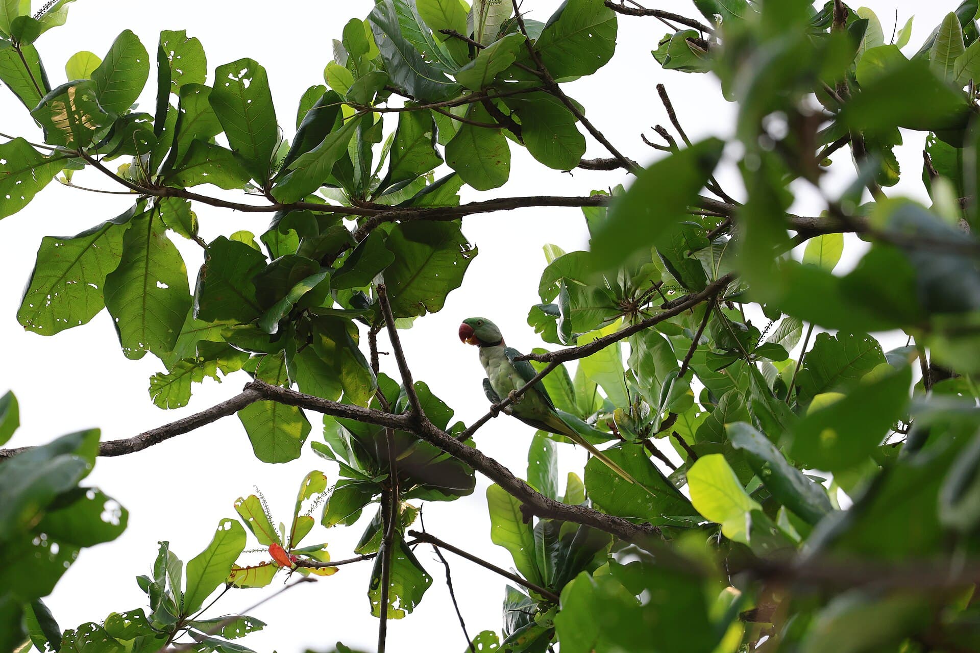 Grote Alexanderparkiet (Psittacula eupatria) - Alexandrine Parakeet West Bengal 02