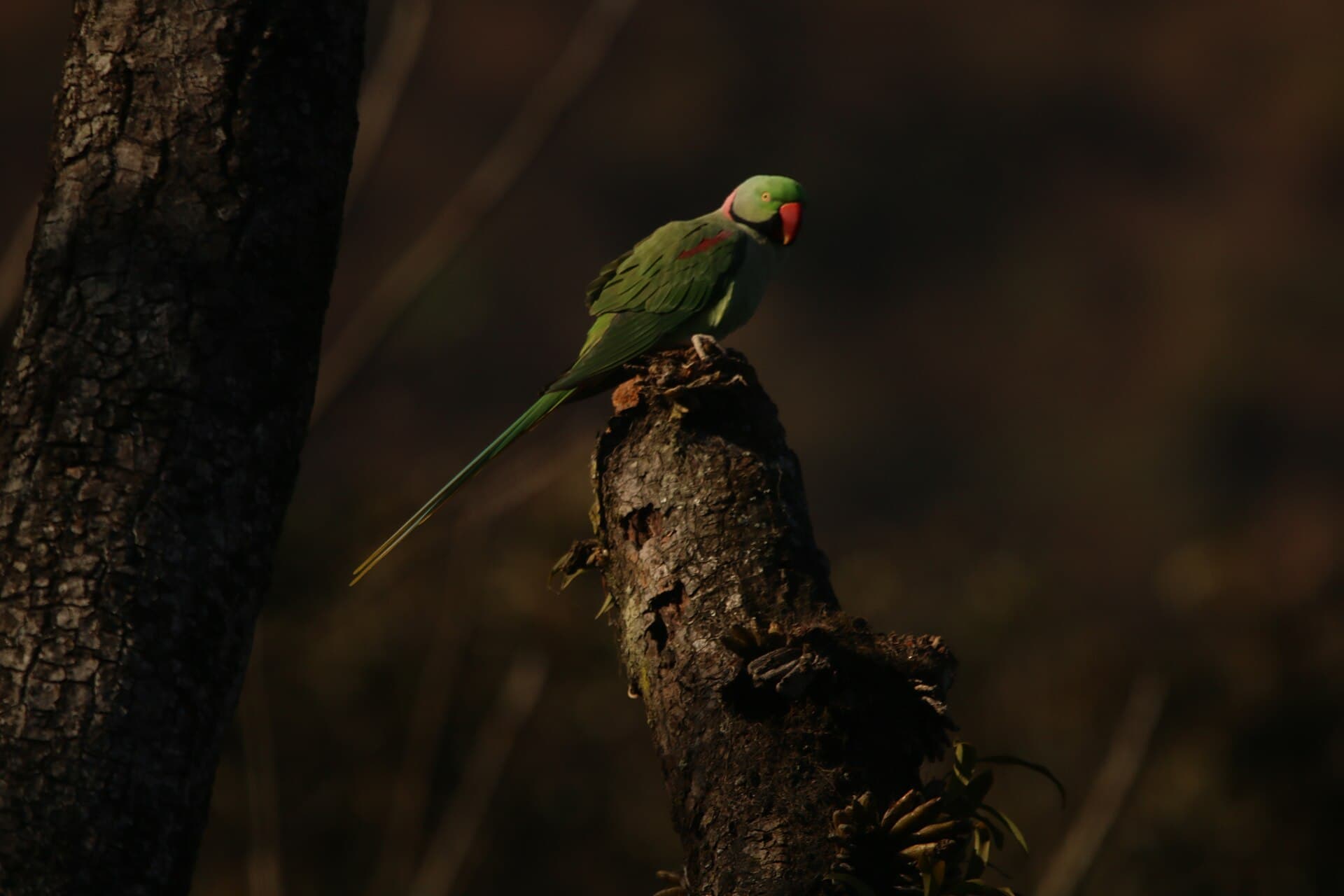 Grote Alexanderparkiet (Psittacula eupatria) - Alexandrin parakeet
