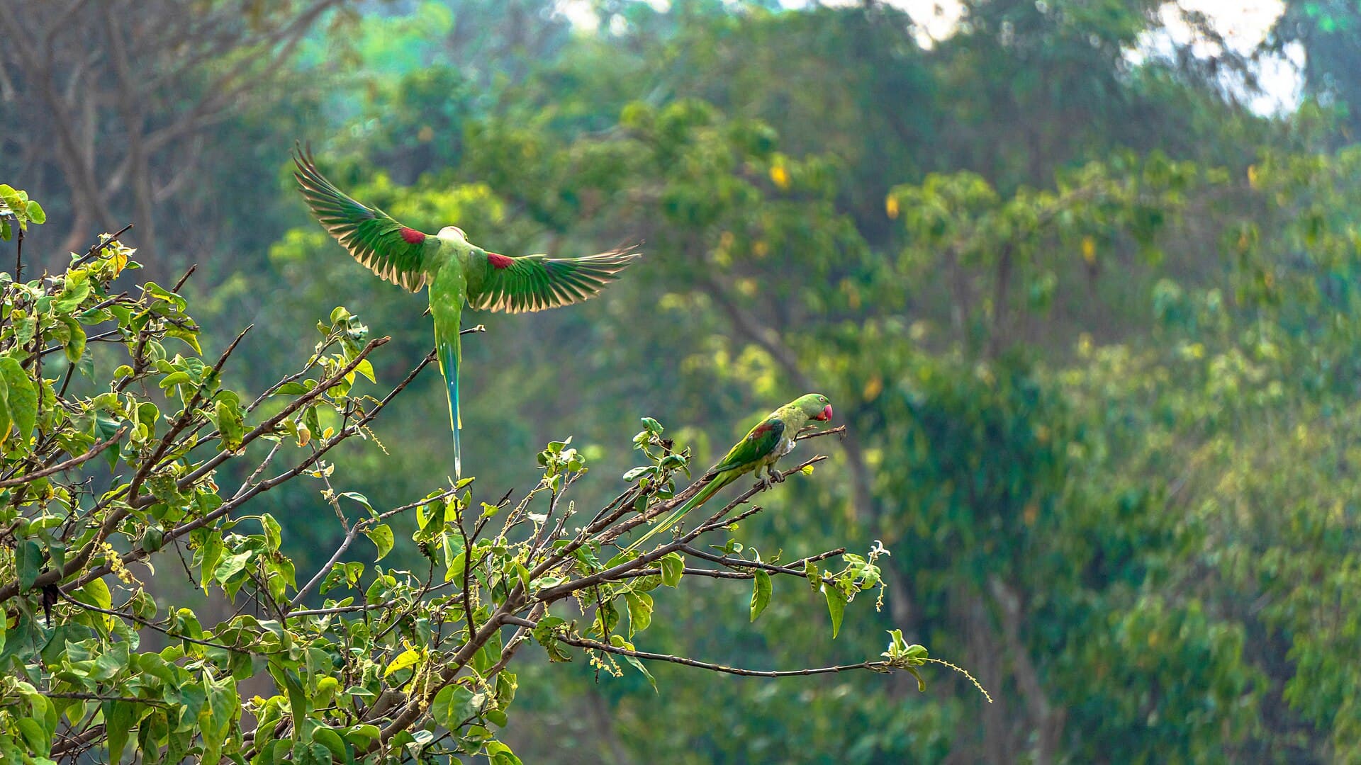 Grote Alexanderparkiet (Psittacula eupatria) - A flight to impress