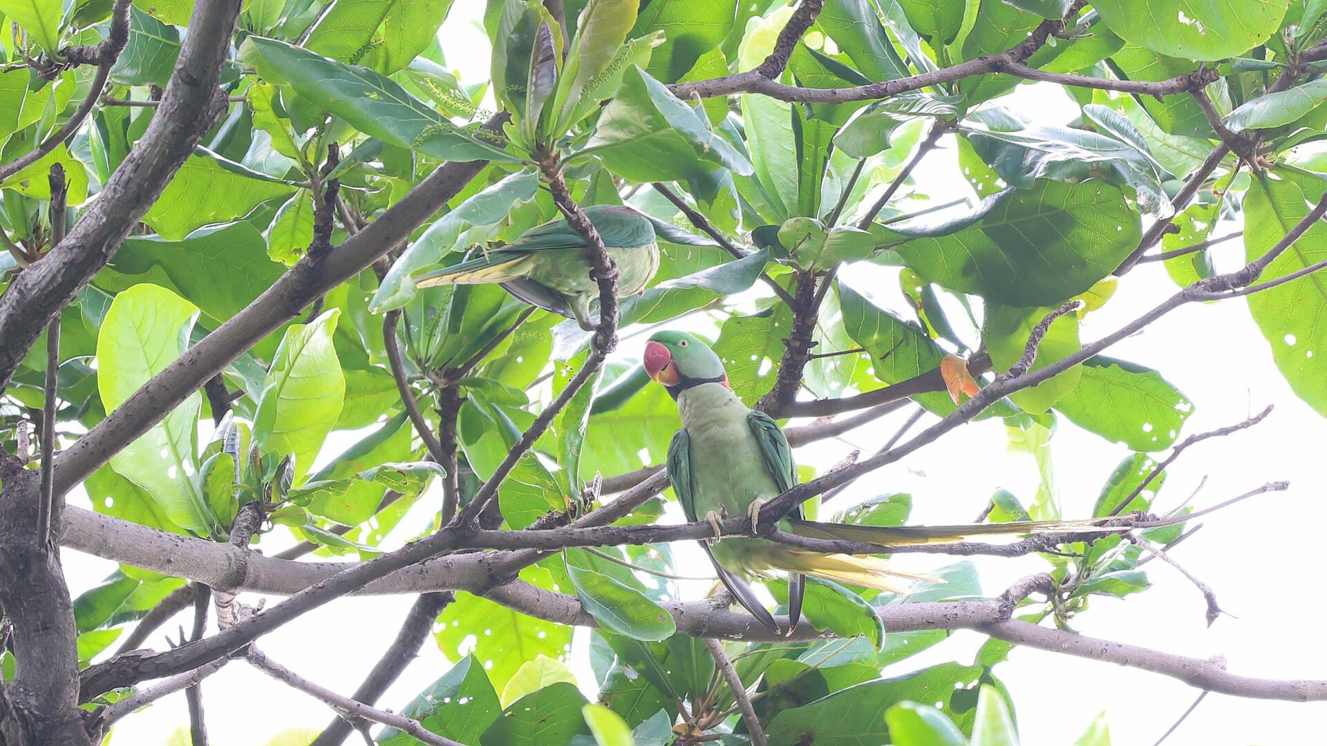 Grote Alexanderparkiet (Psittacula eupatria) - Alexandrine parakeet from West Bengal