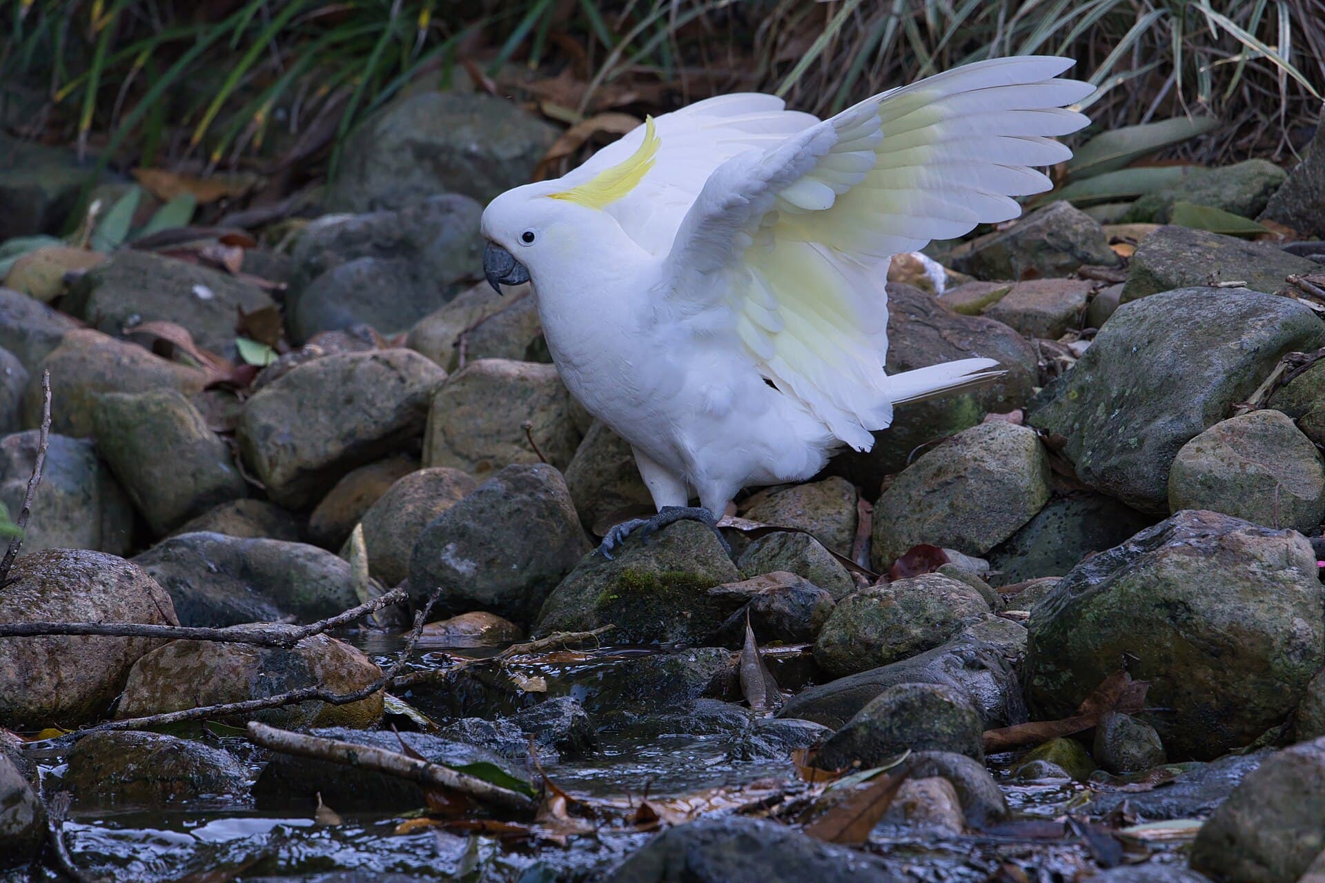 Grote Geelkuifkaketoe (Cacatua galerita) - Sulphur-crested Cockatoo - AndrewMercer - DSC20087