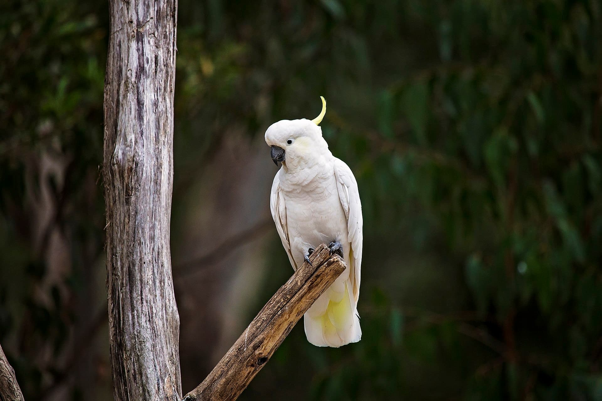 Grote Geelkuifkaketoe (Cacatua galerita) - Sulphur Crested Cockatoo